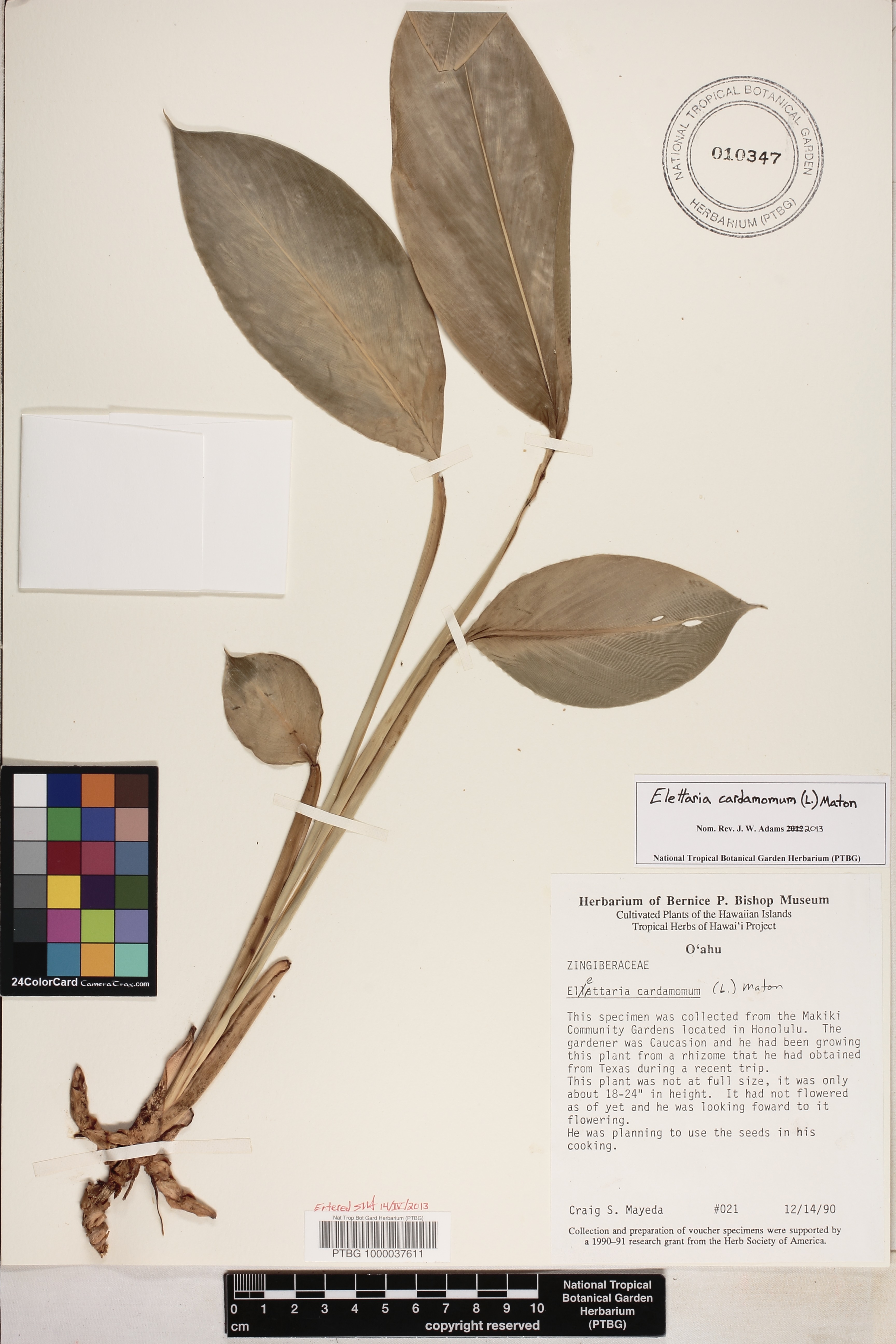 Elettaria cardamomum image