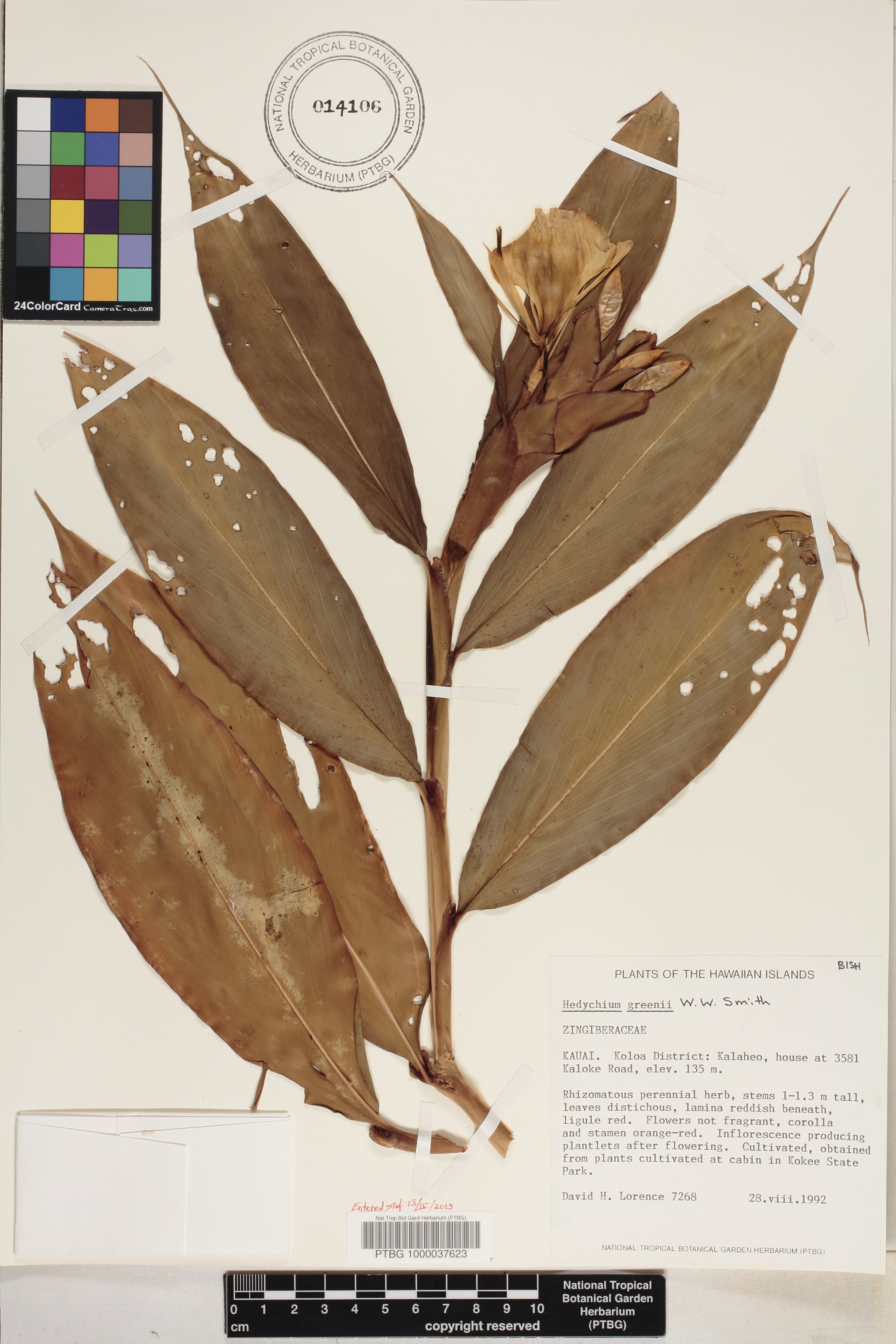 Hedychium greenii image