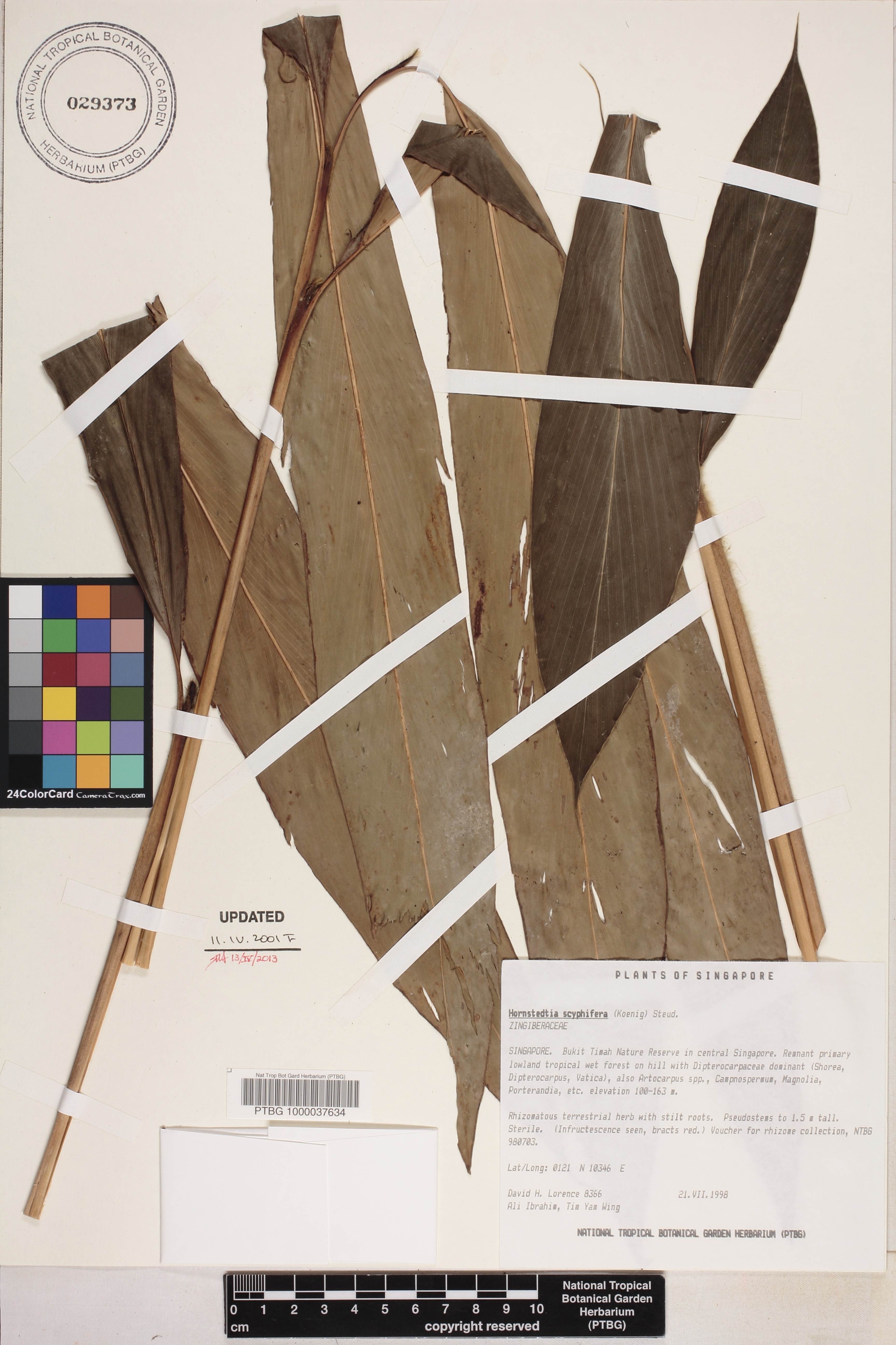 Hornstedtia scyphifera image