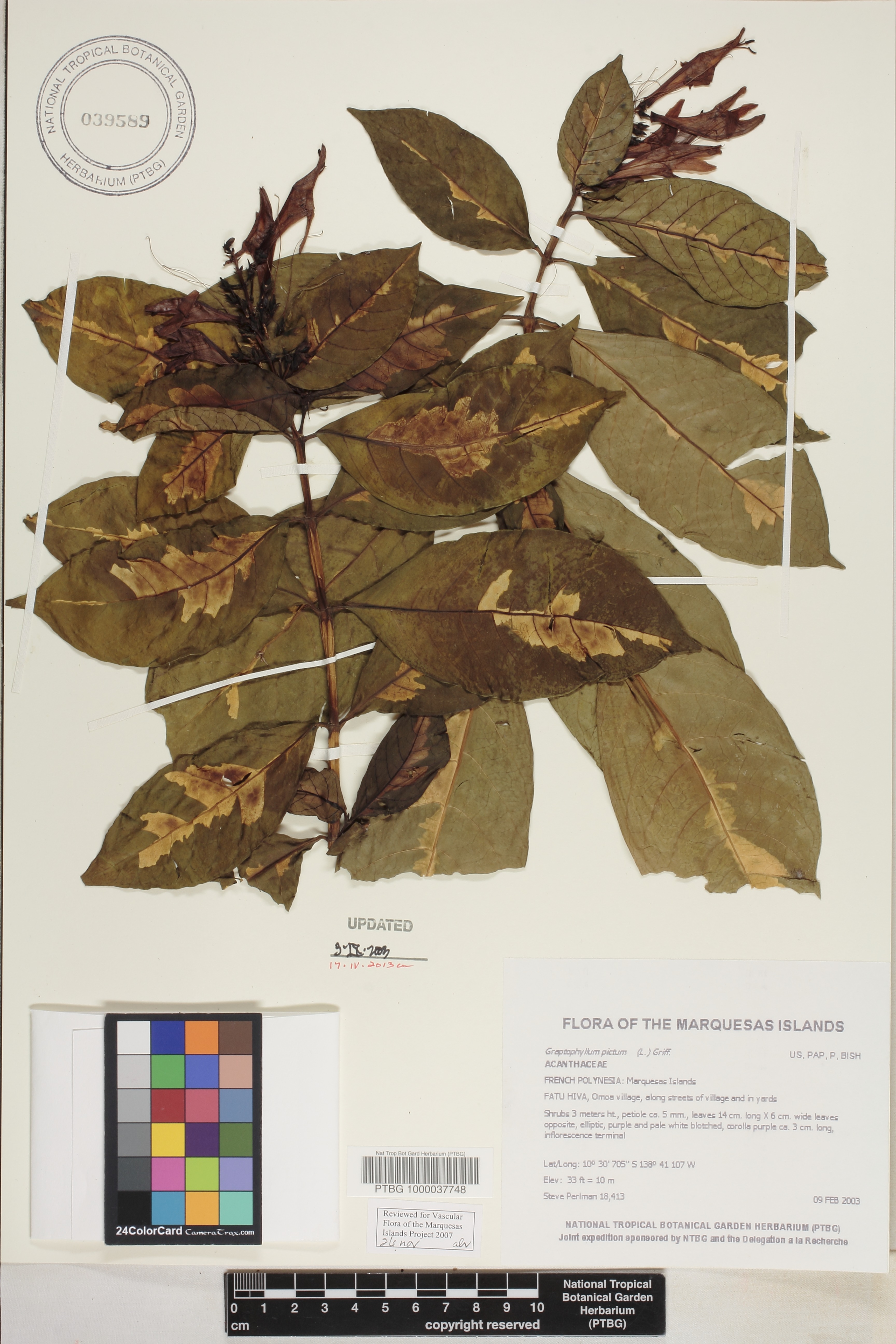 Graptophyllum pictum image
