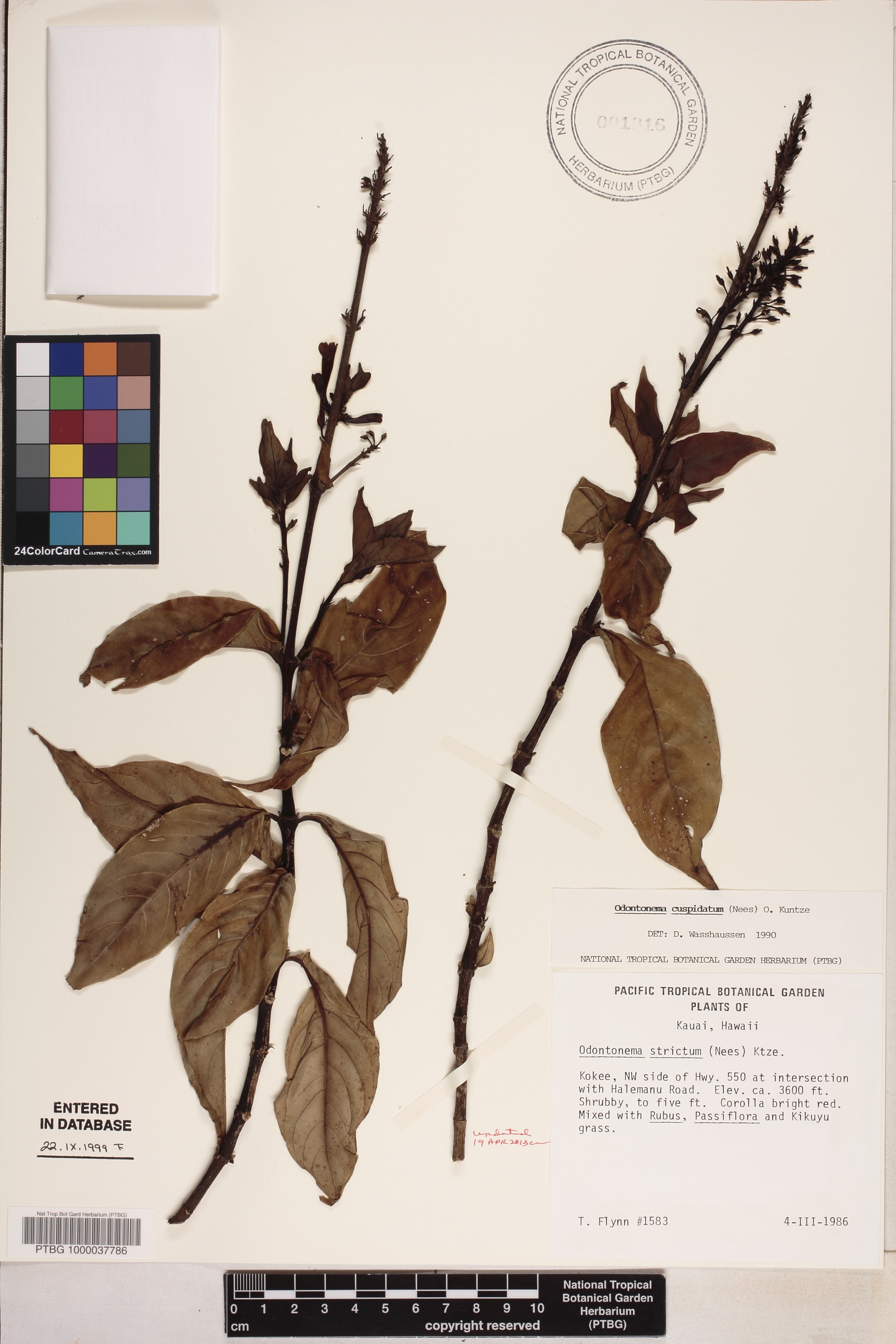Odontonema image