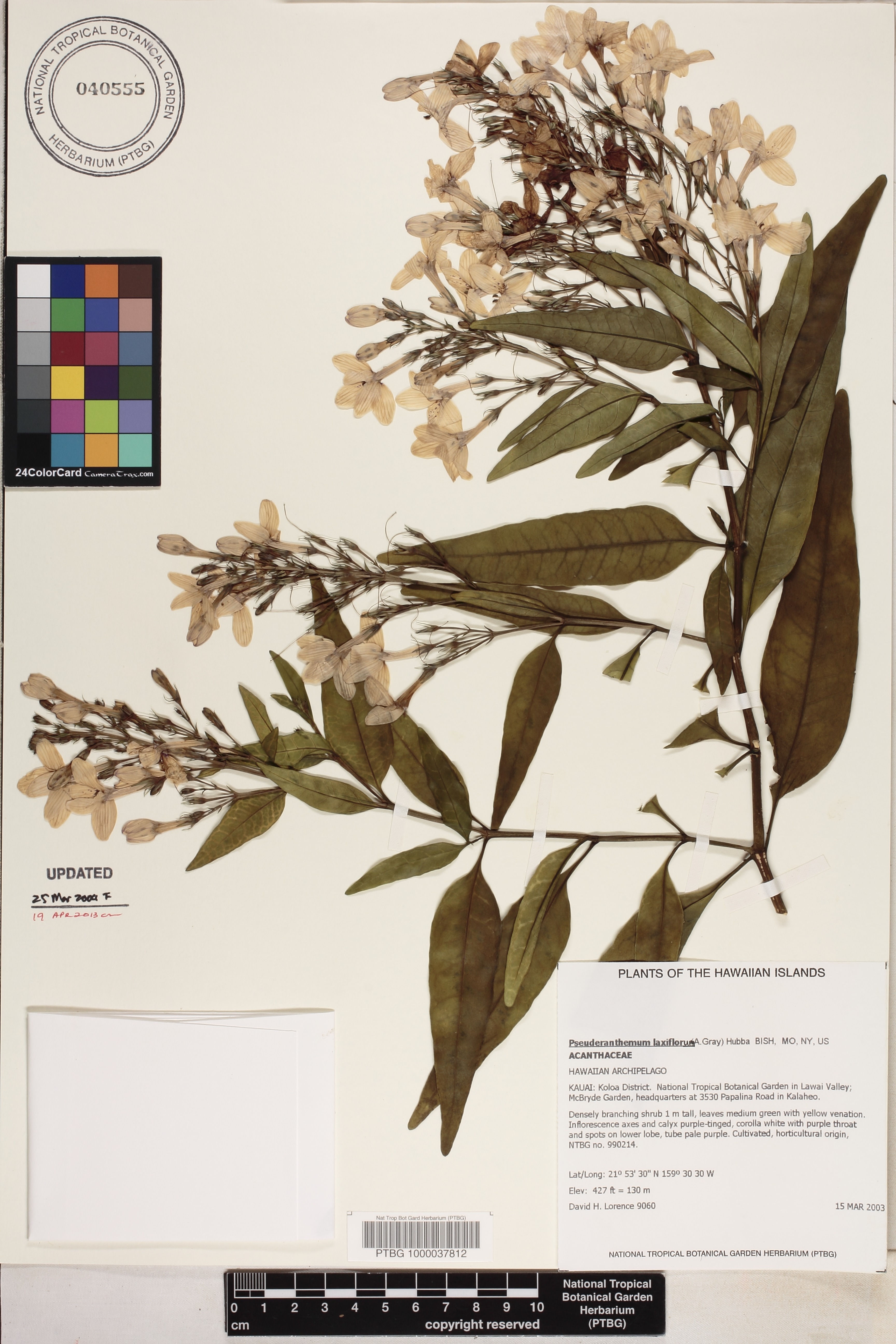Pseuderanthemum laxiflorum image
