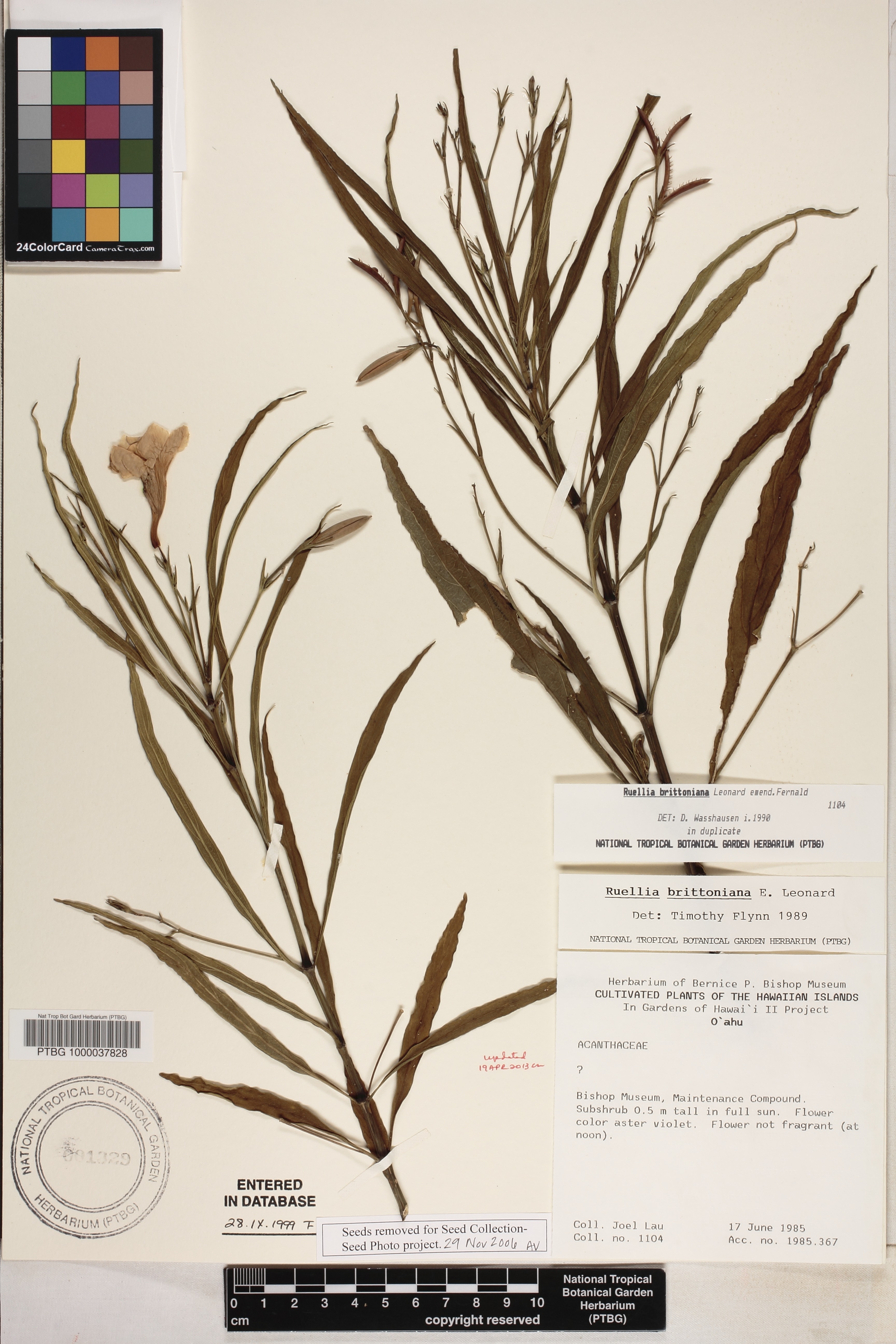 Ruellia image