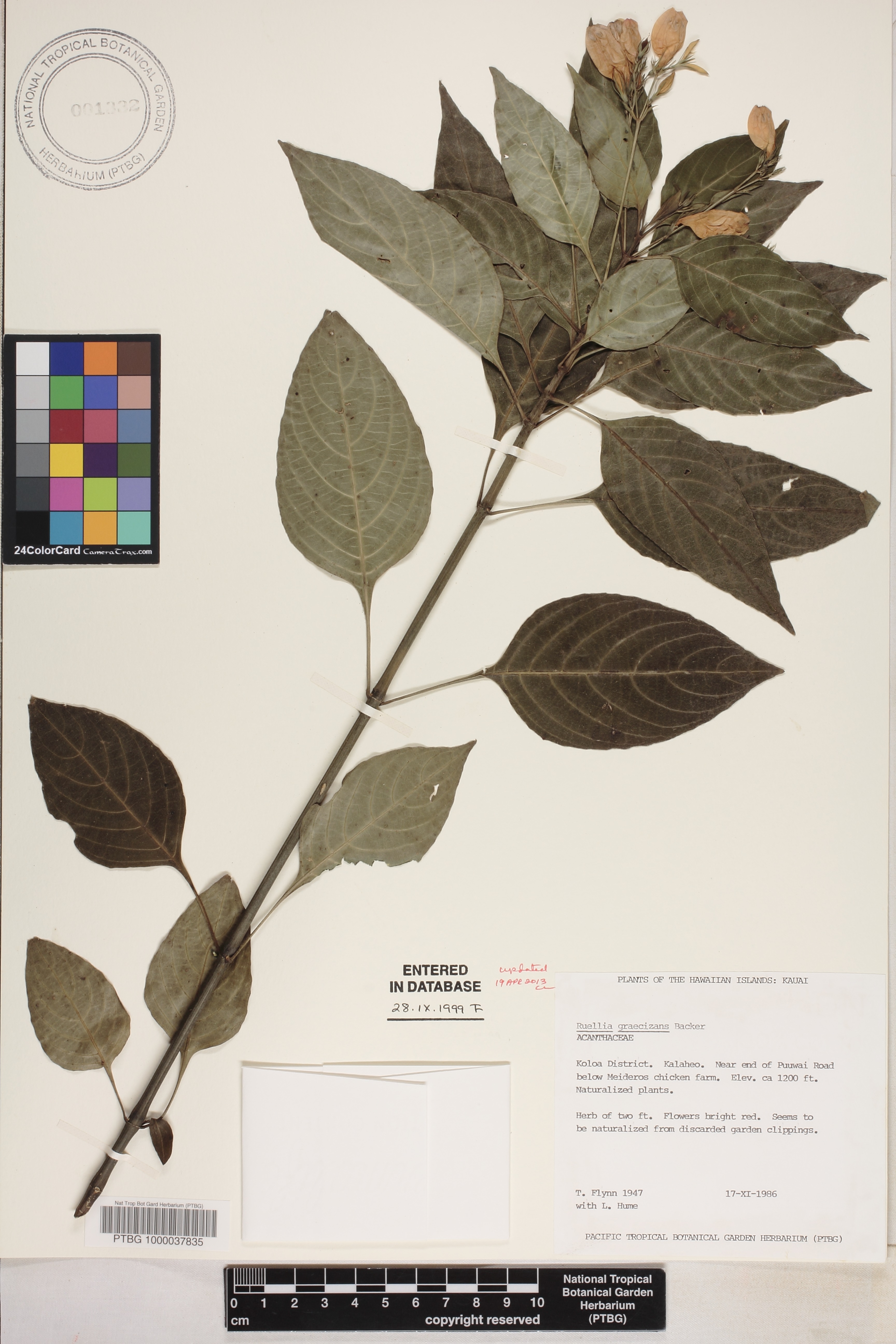 Ruellia brevifolia image