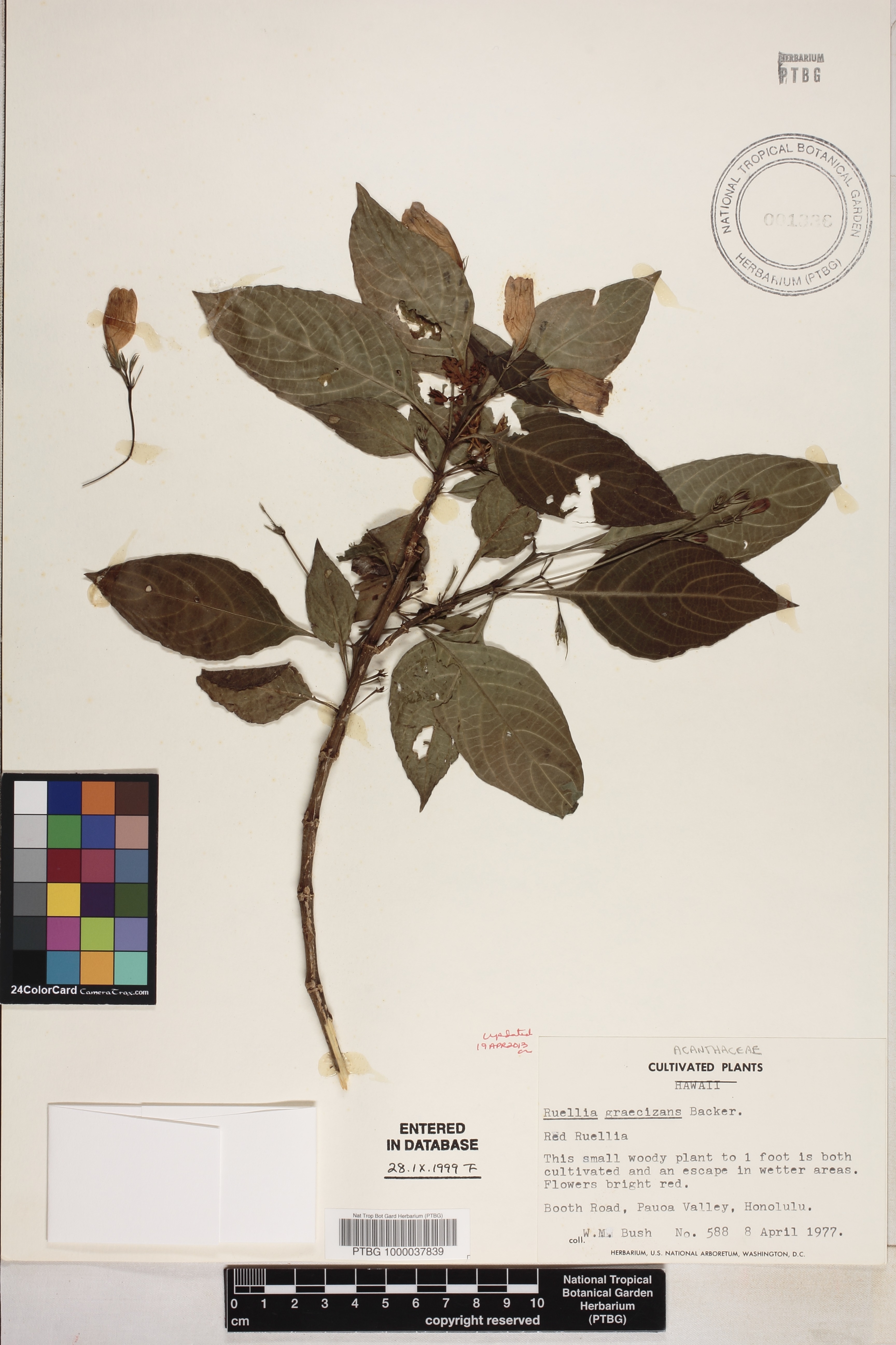 Ruellia brevifolia image