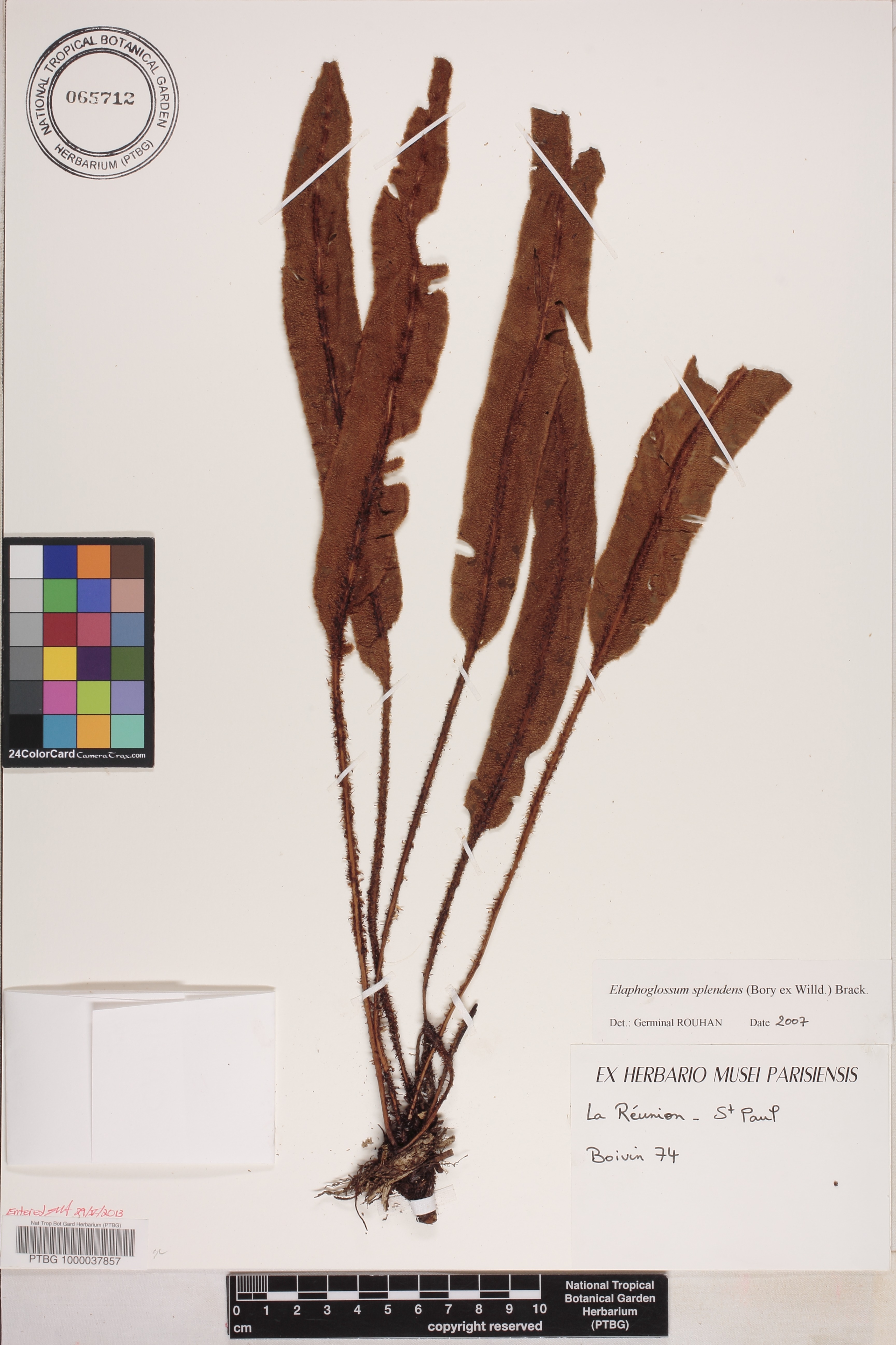 Elaphoglossum splendens image