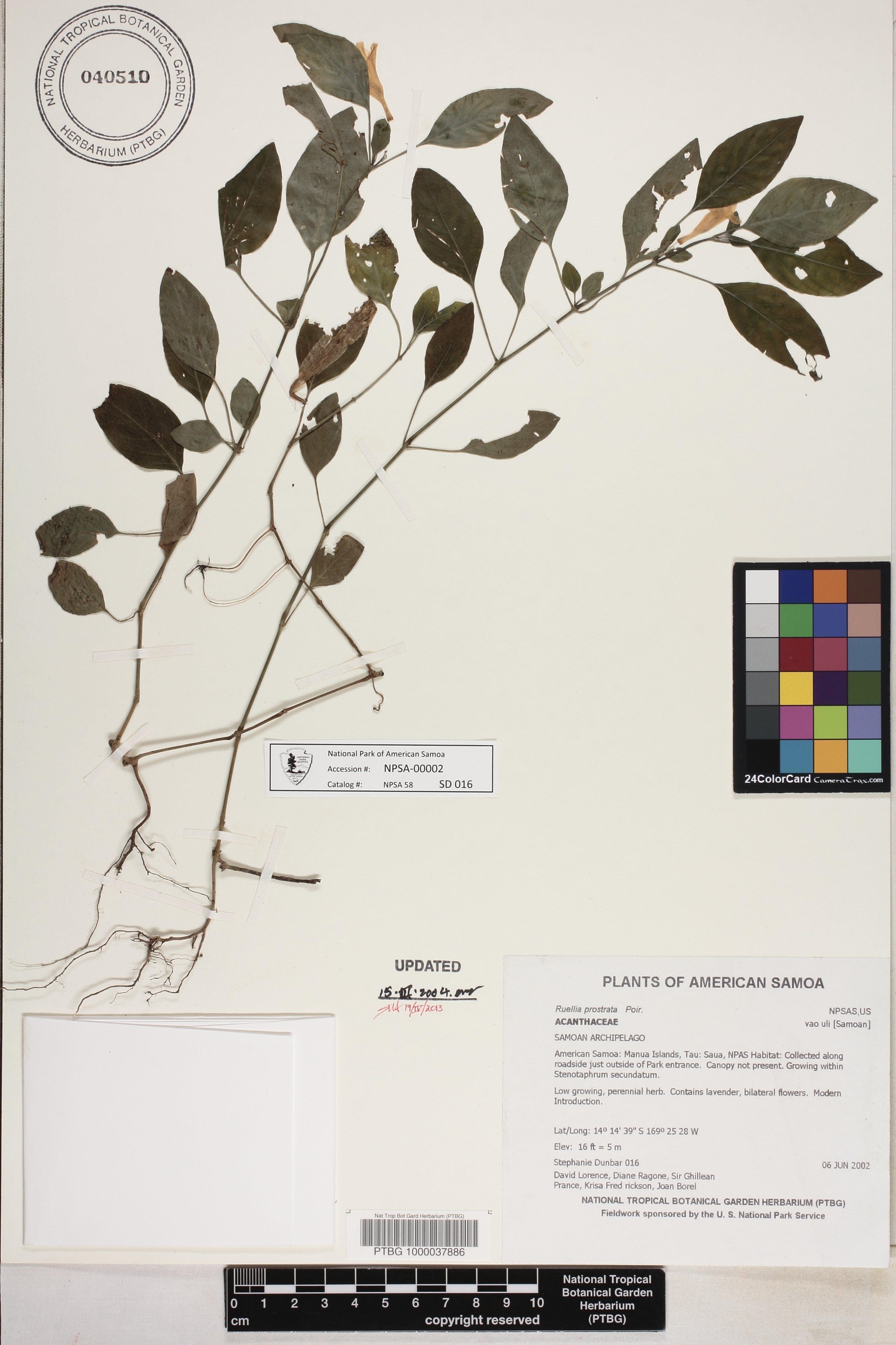 Ruellia prostrata image