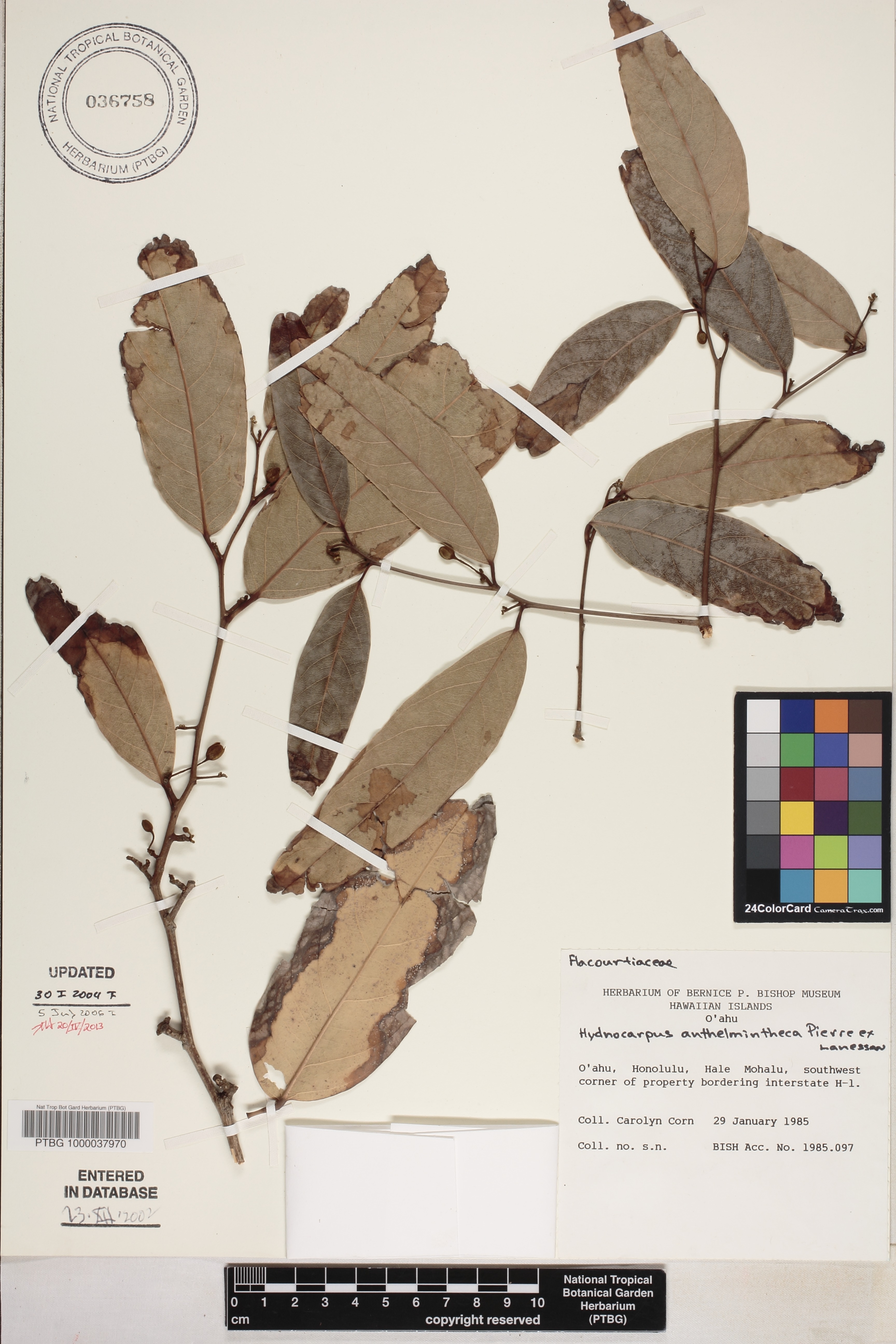 Hydnocarpus anthelminthicus image