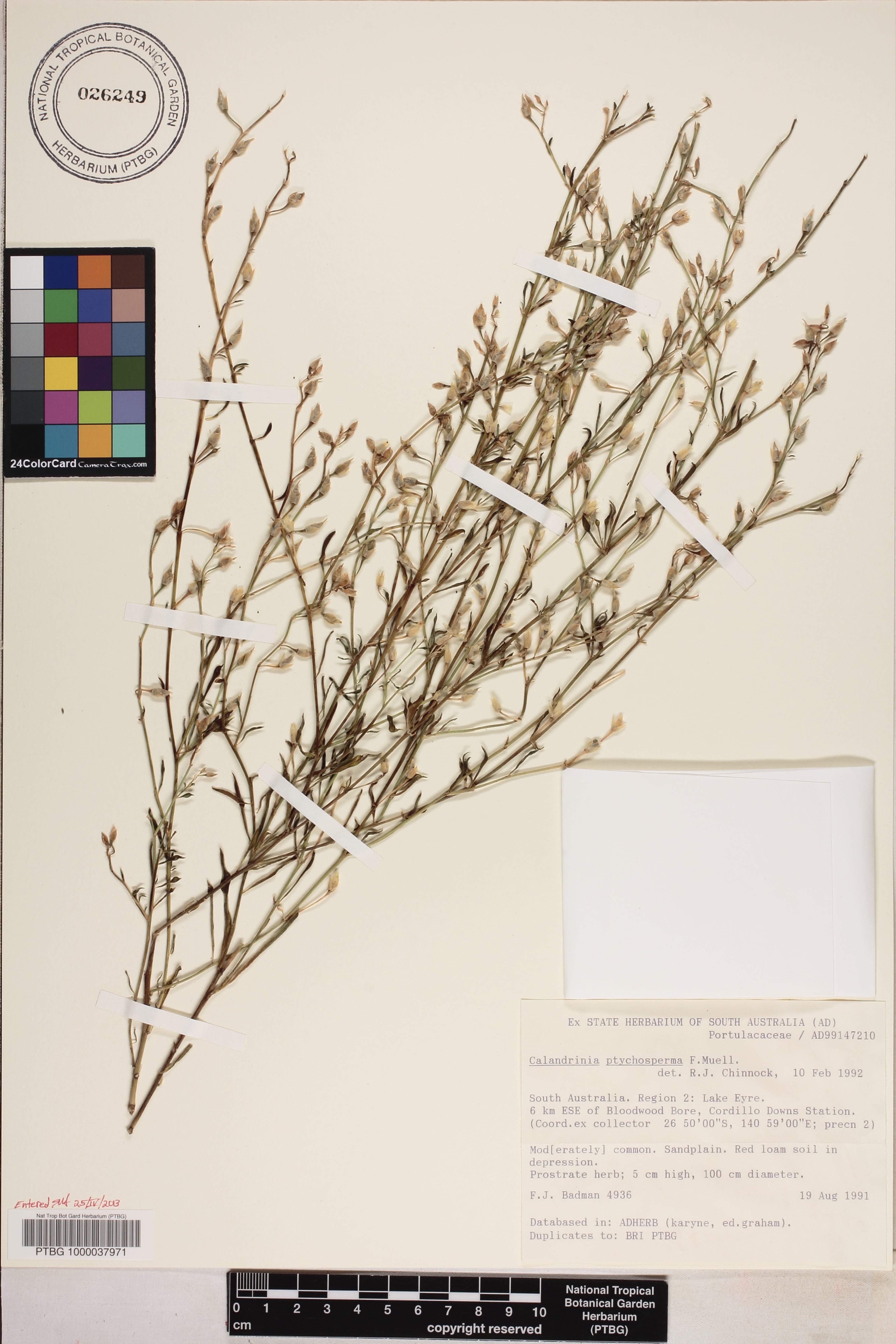 Rumicastrum ptychospermum image