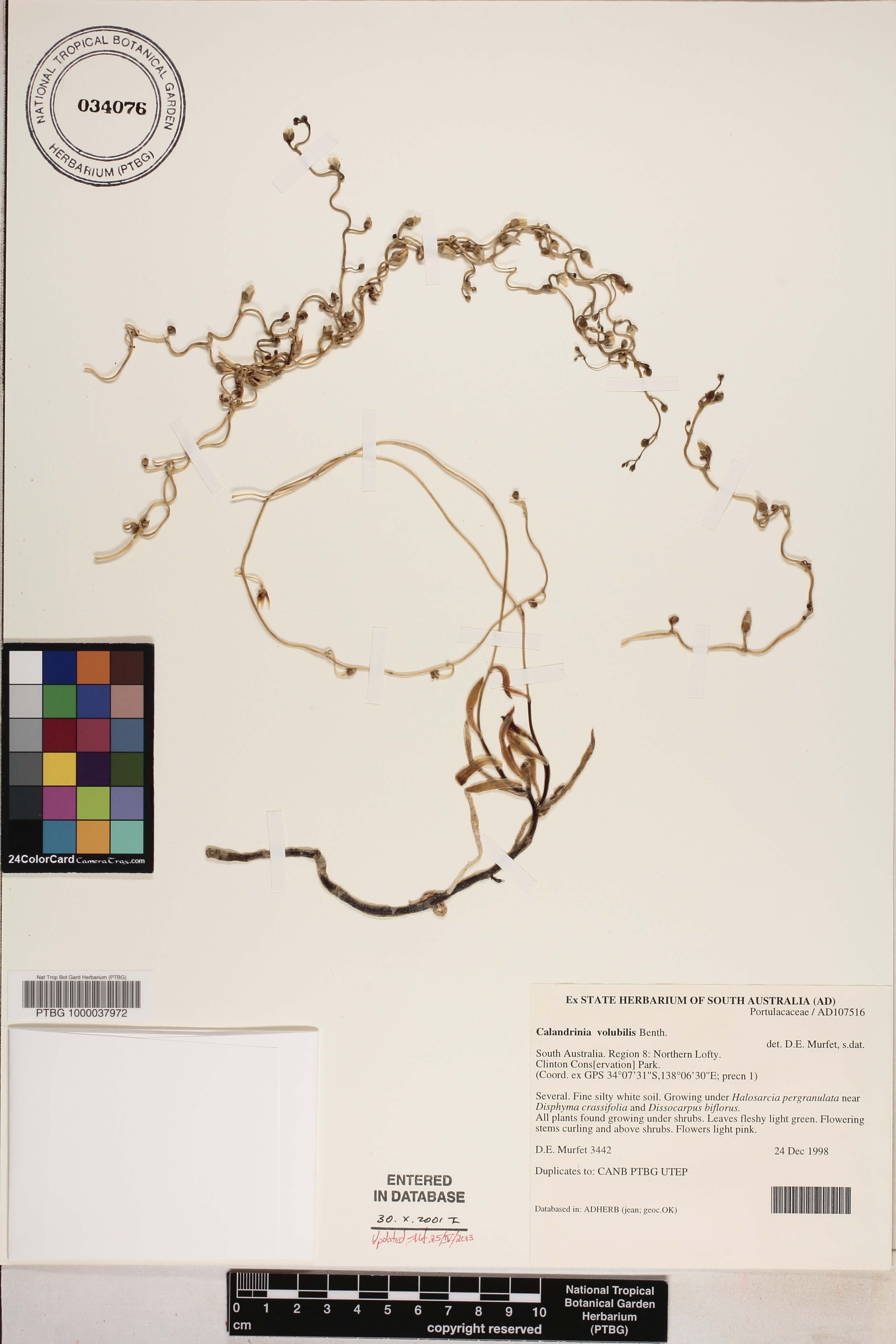 Rumicastrum volubile image