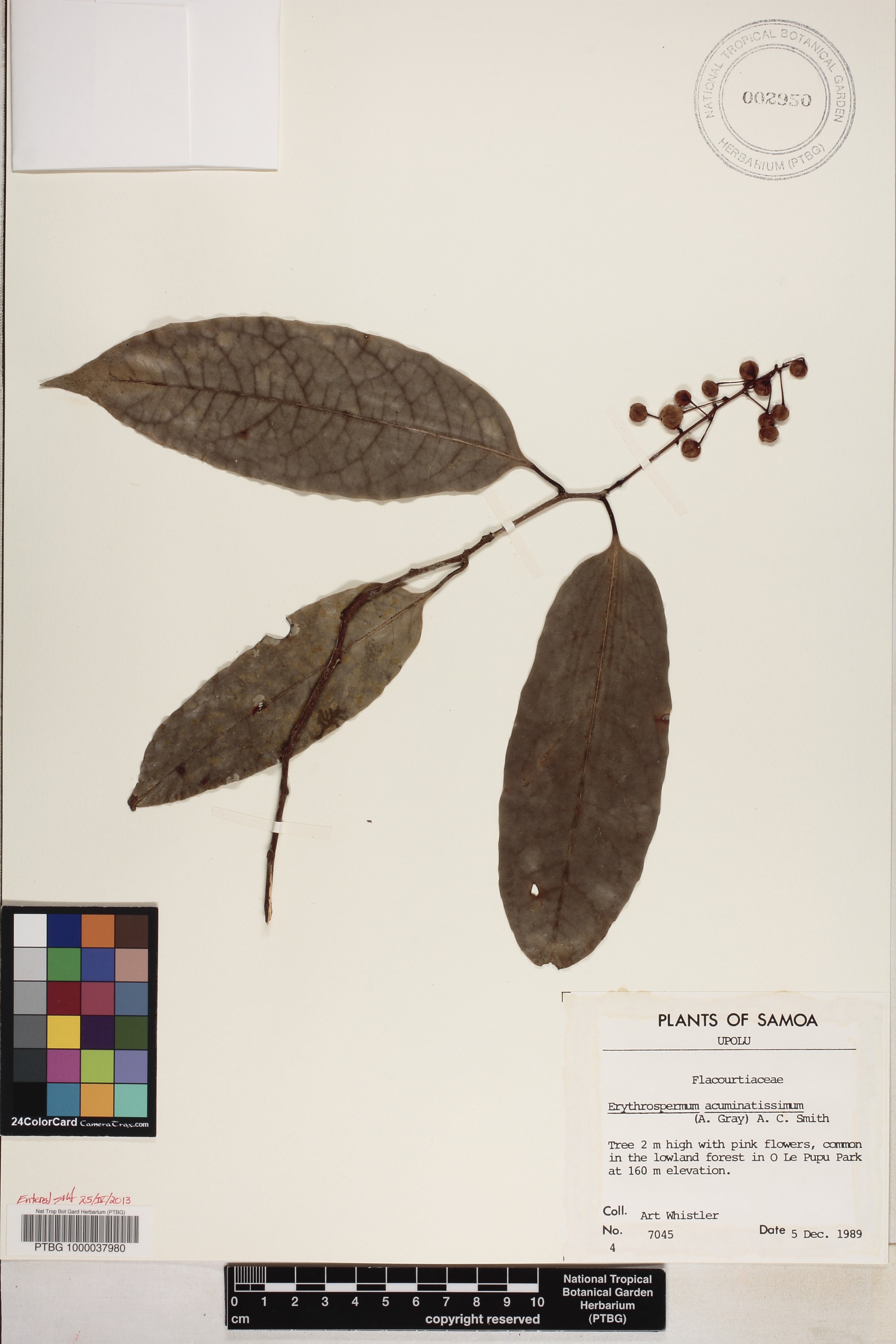 Achariaceae image
