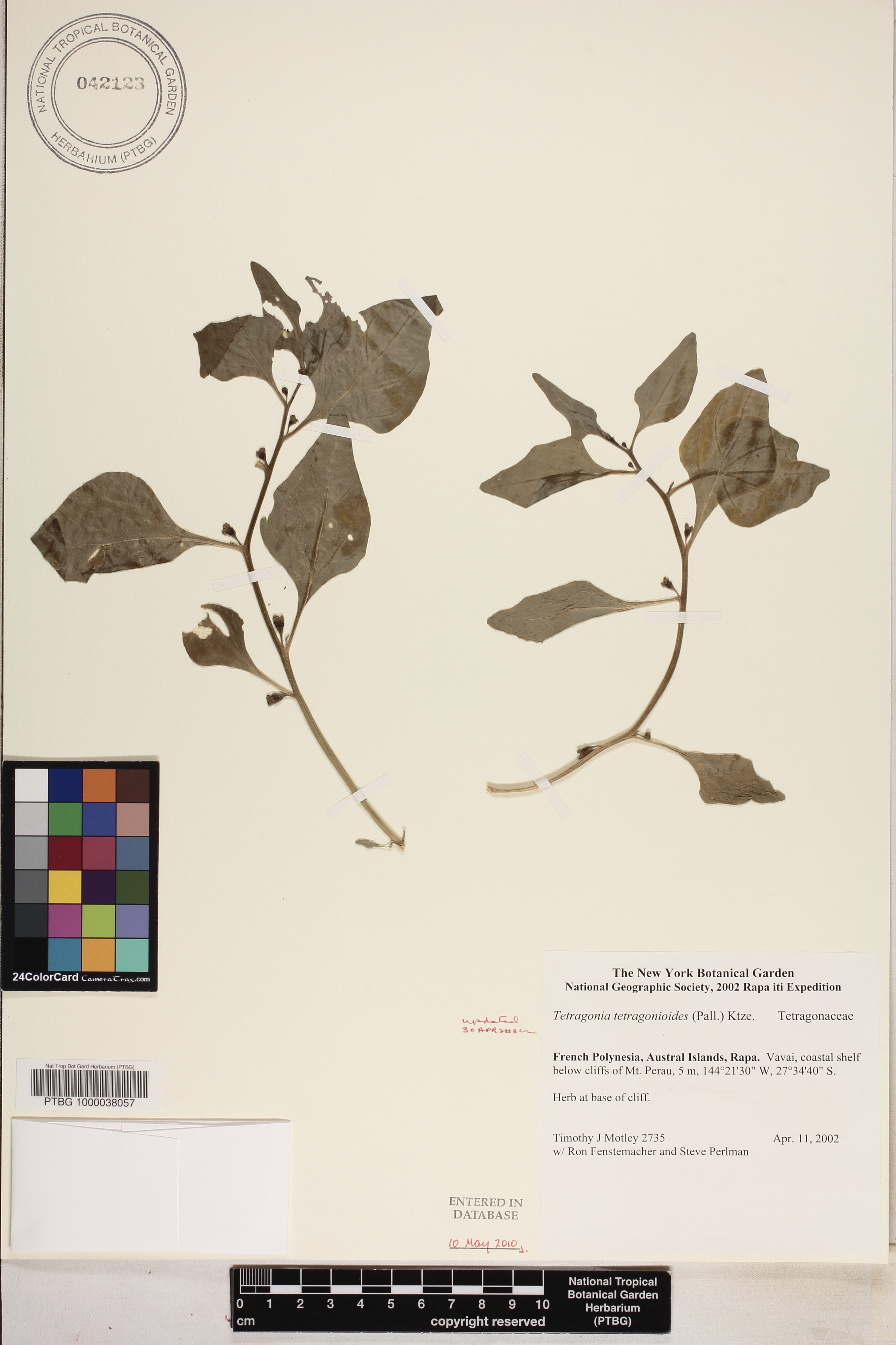Tetragonia tetragonioides image