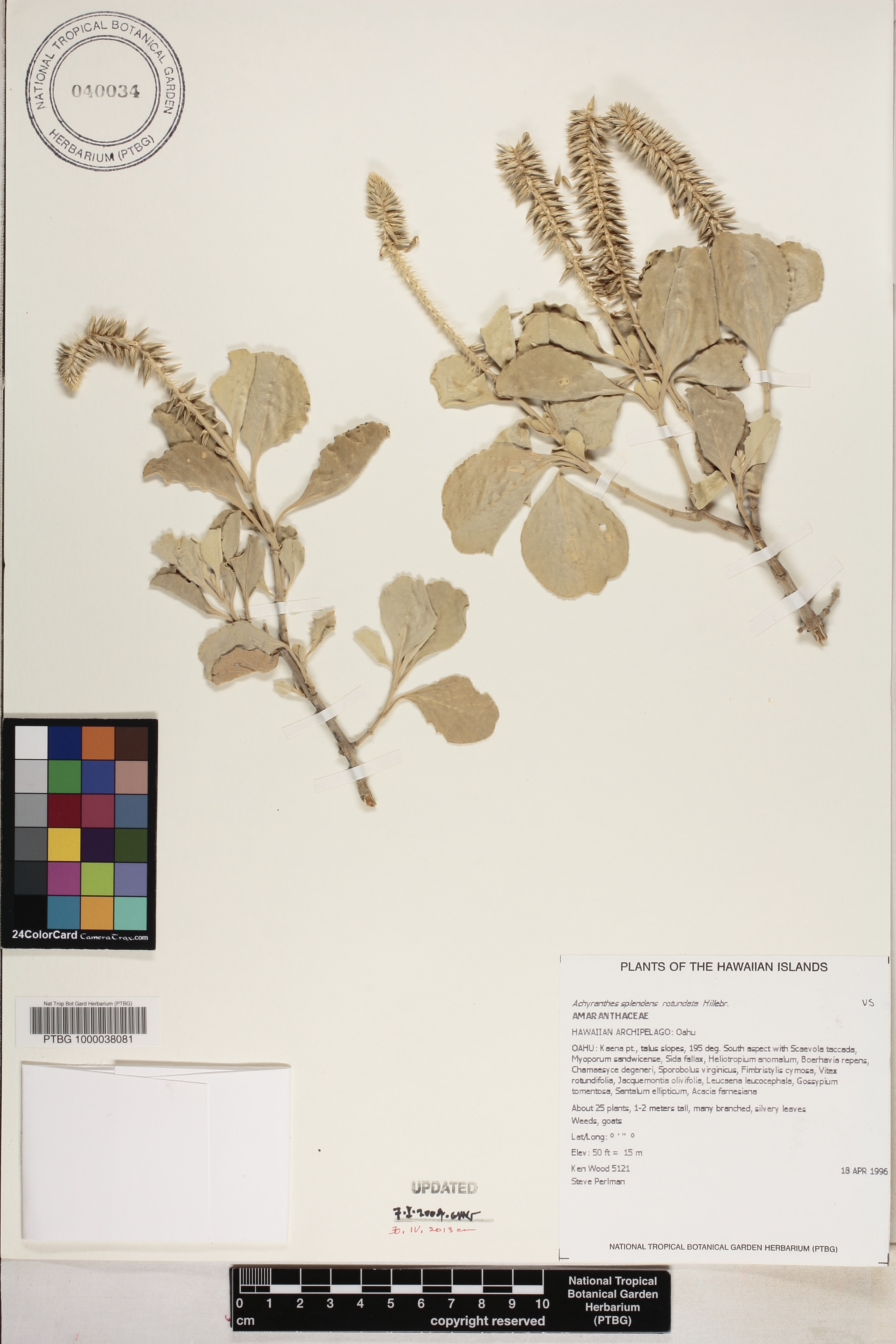 Achyranthes splendens var. rotundata image