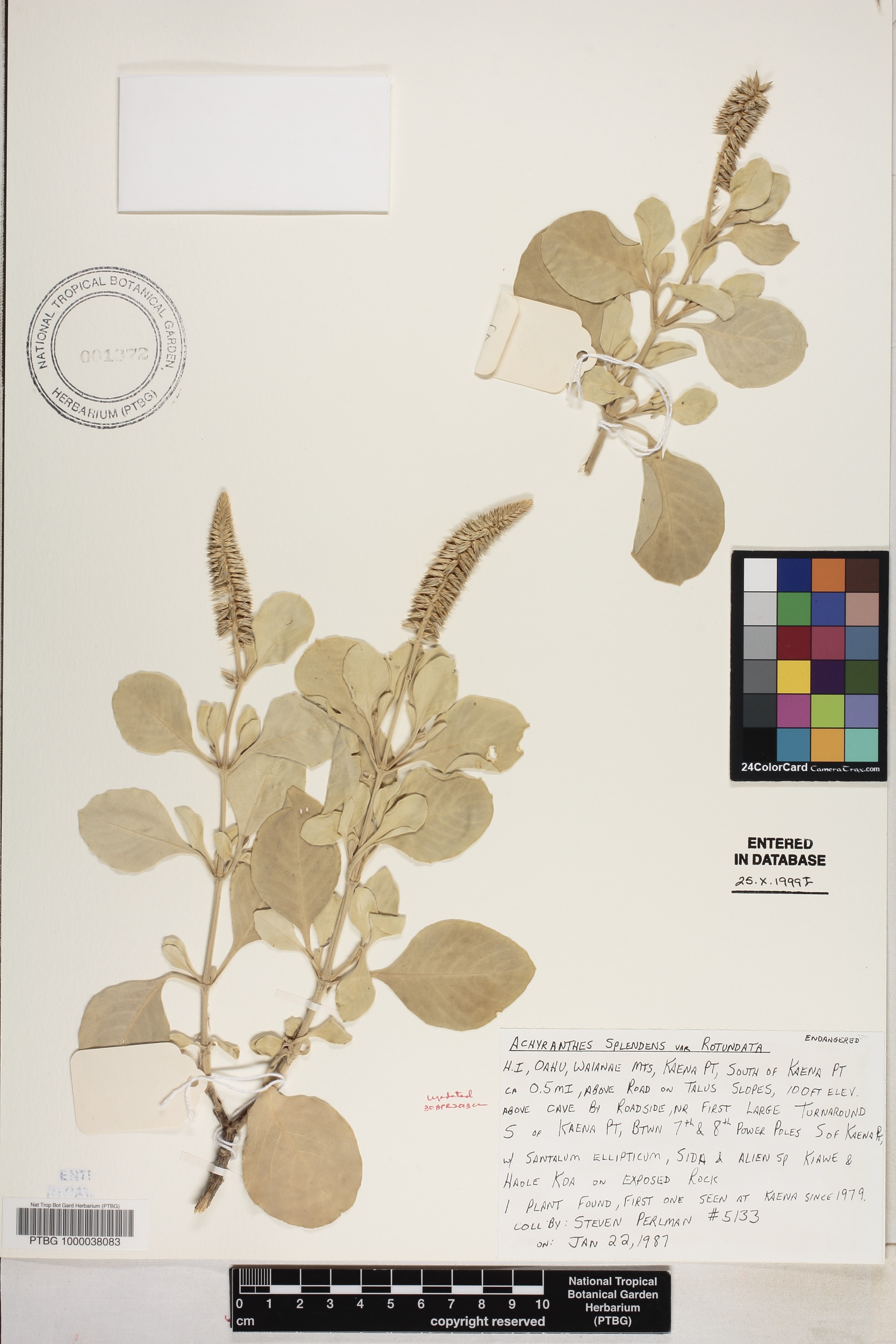Achyranthes splendens var. rotundata image