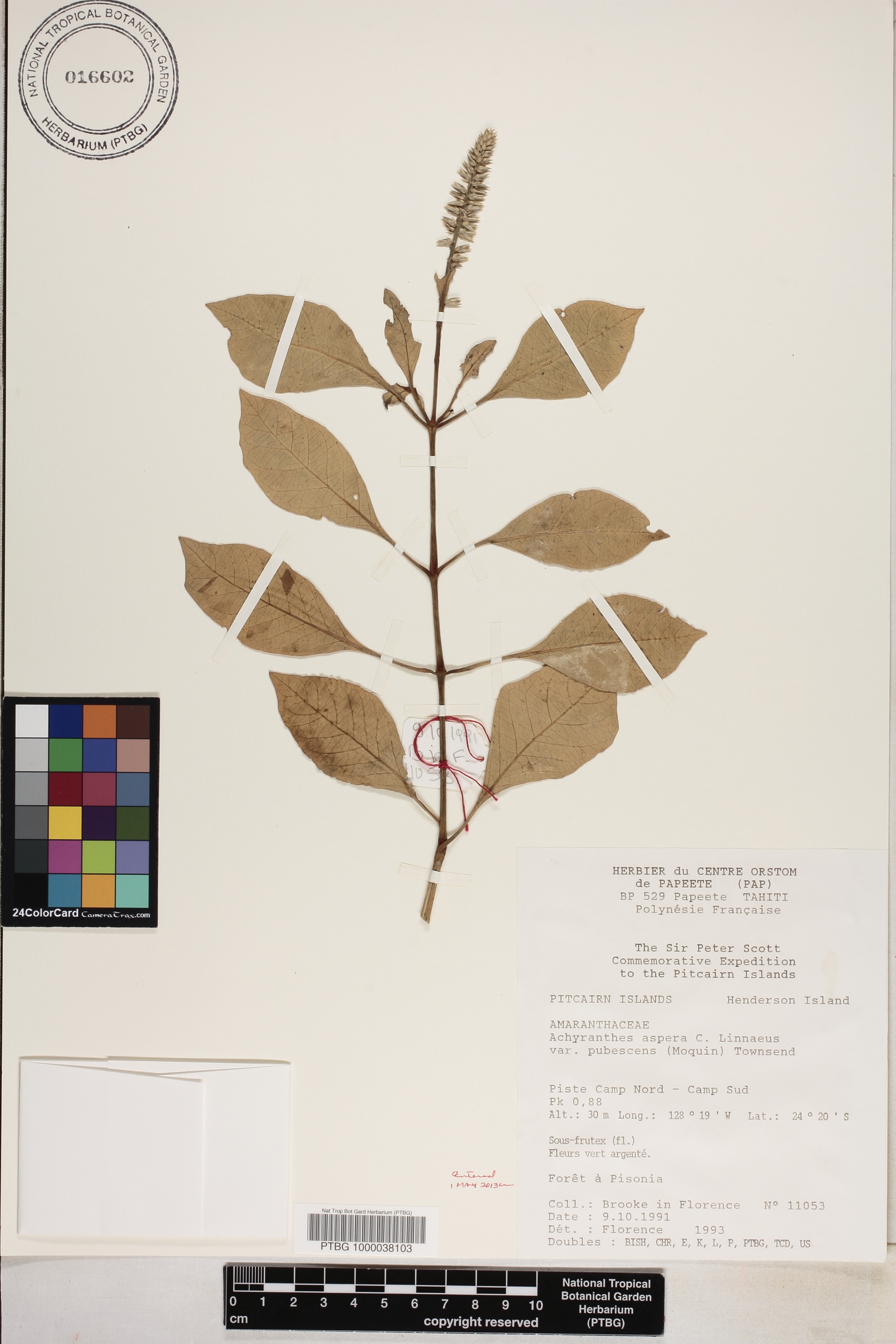 Achyranthes aspera var. pubescens image