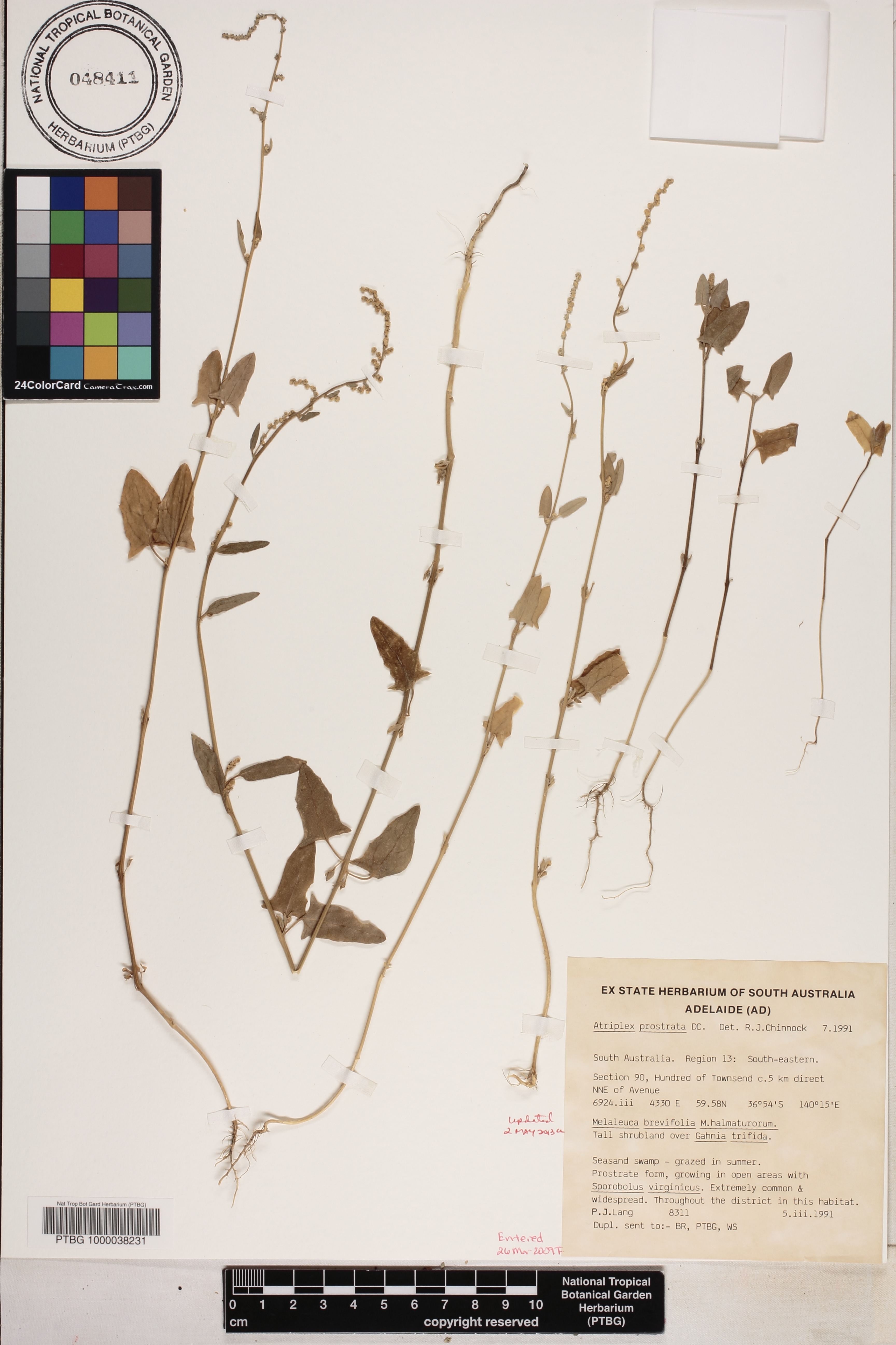 Atriplex image