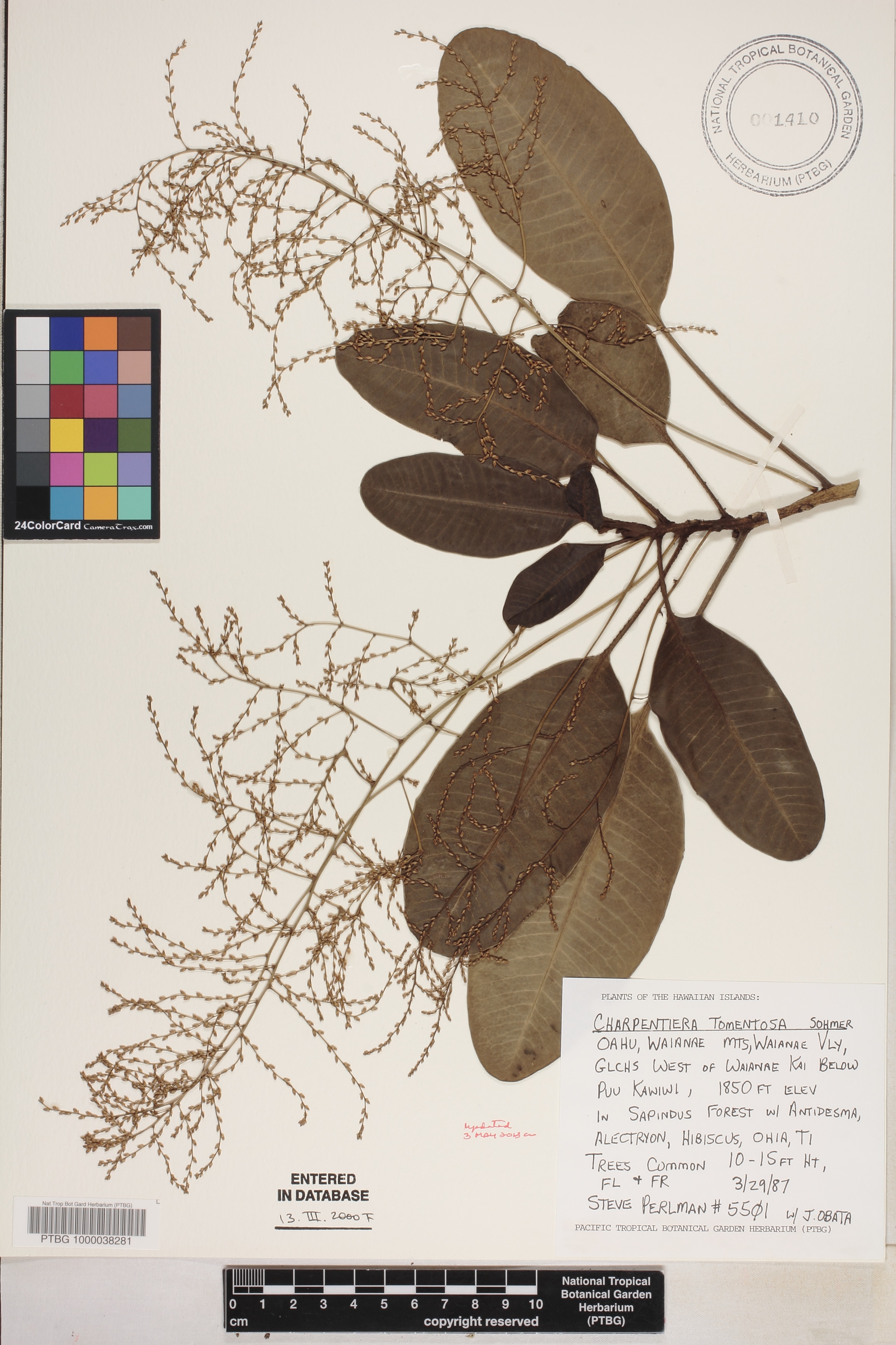 Charpentiera tomentosa image