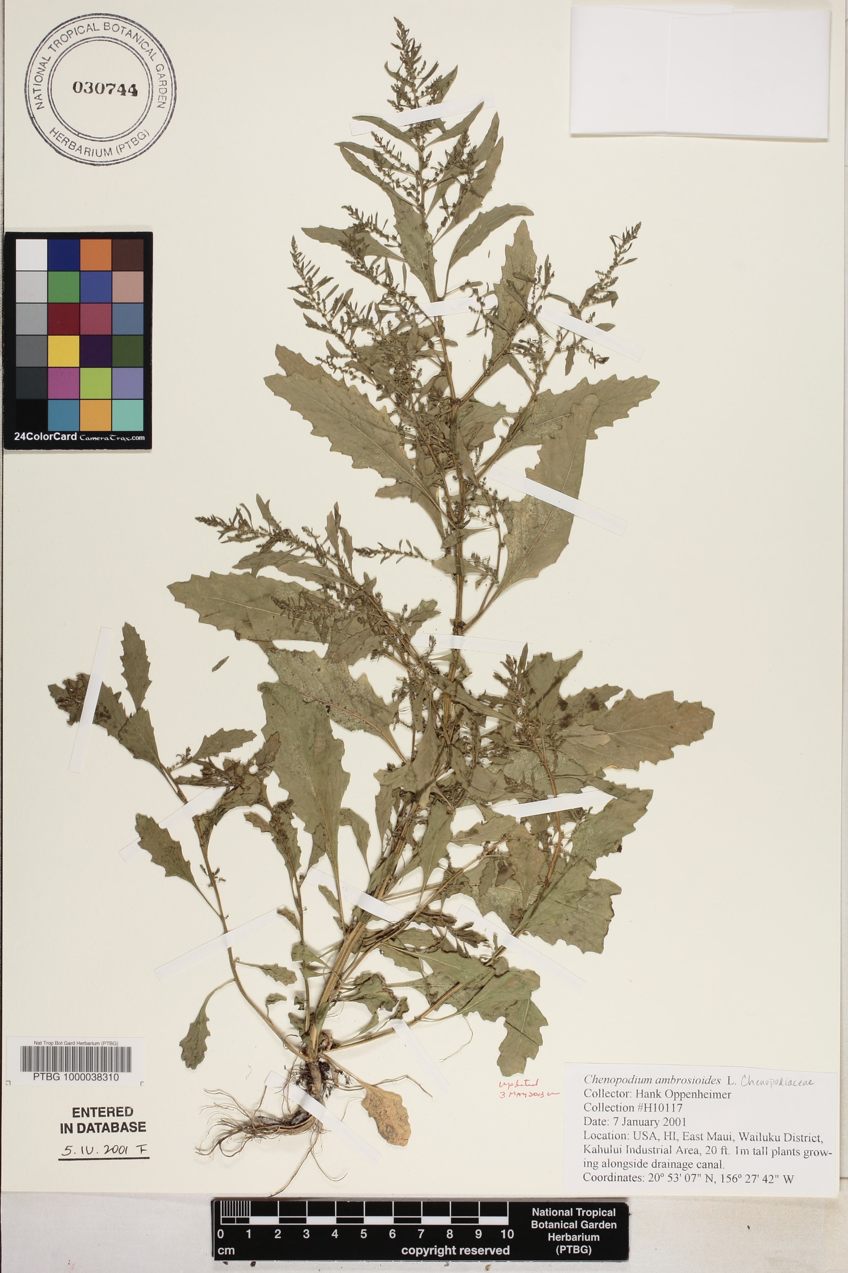 Dysphania ambrosioides image