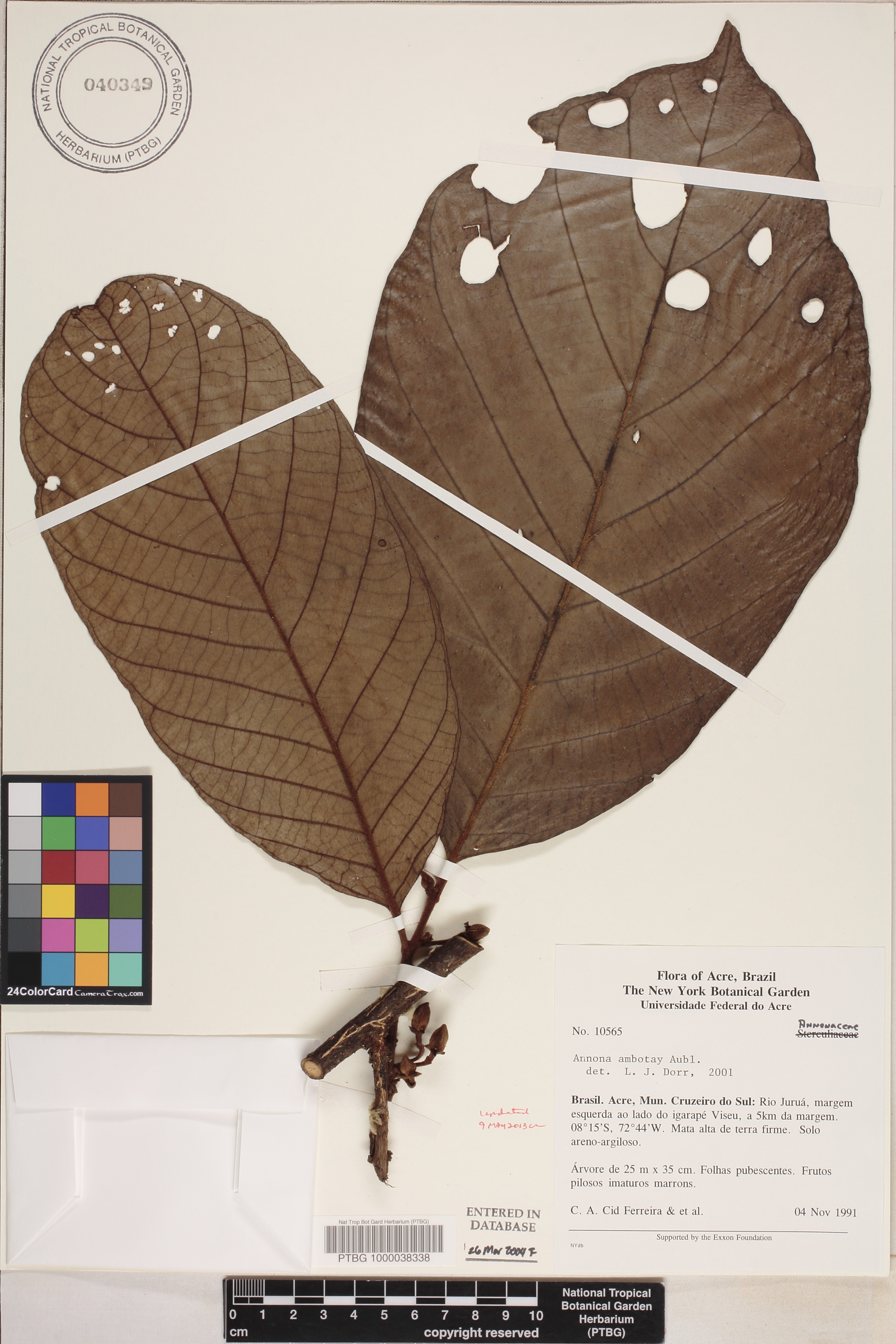 Annona ambotay image