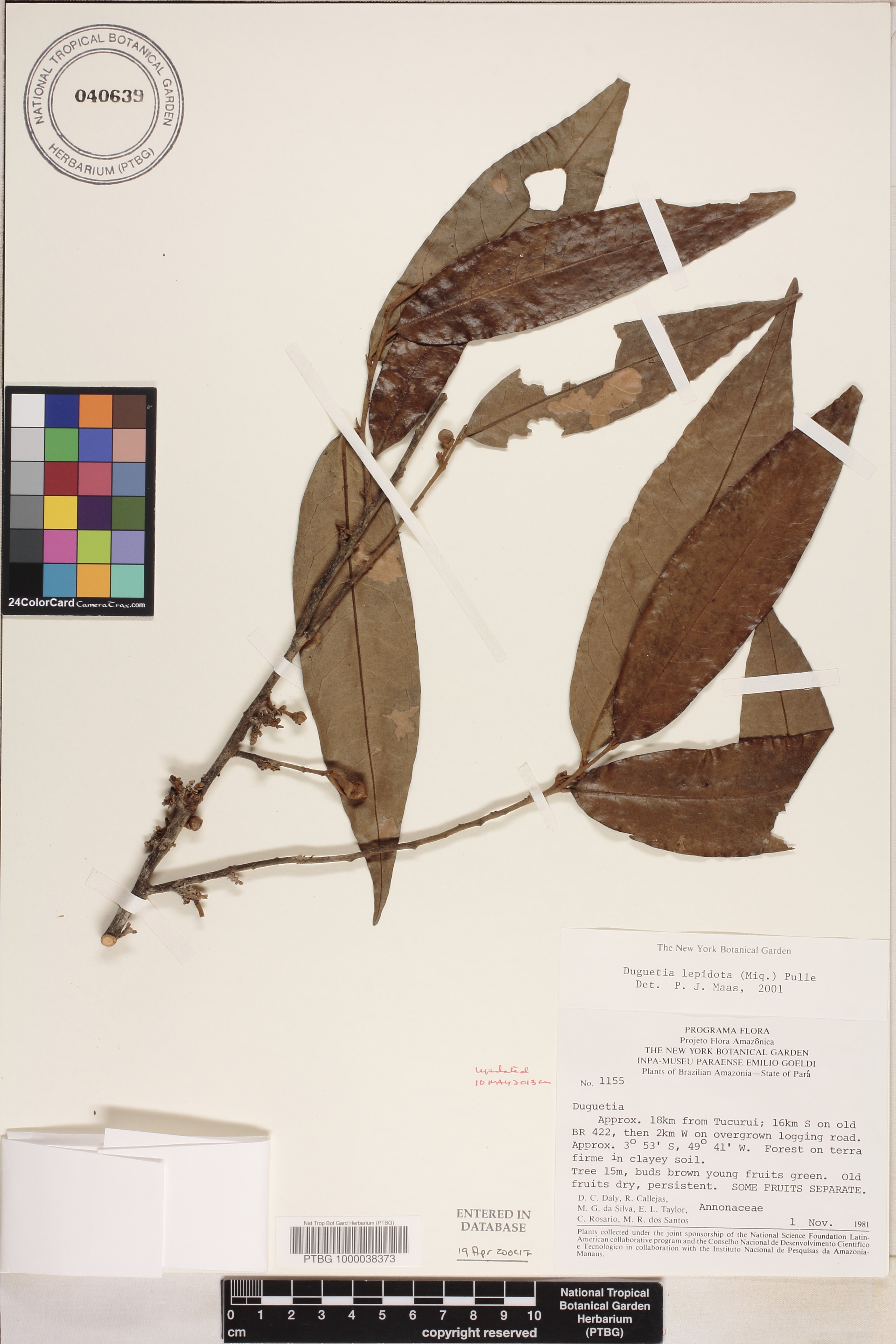Duguetia lepidota image