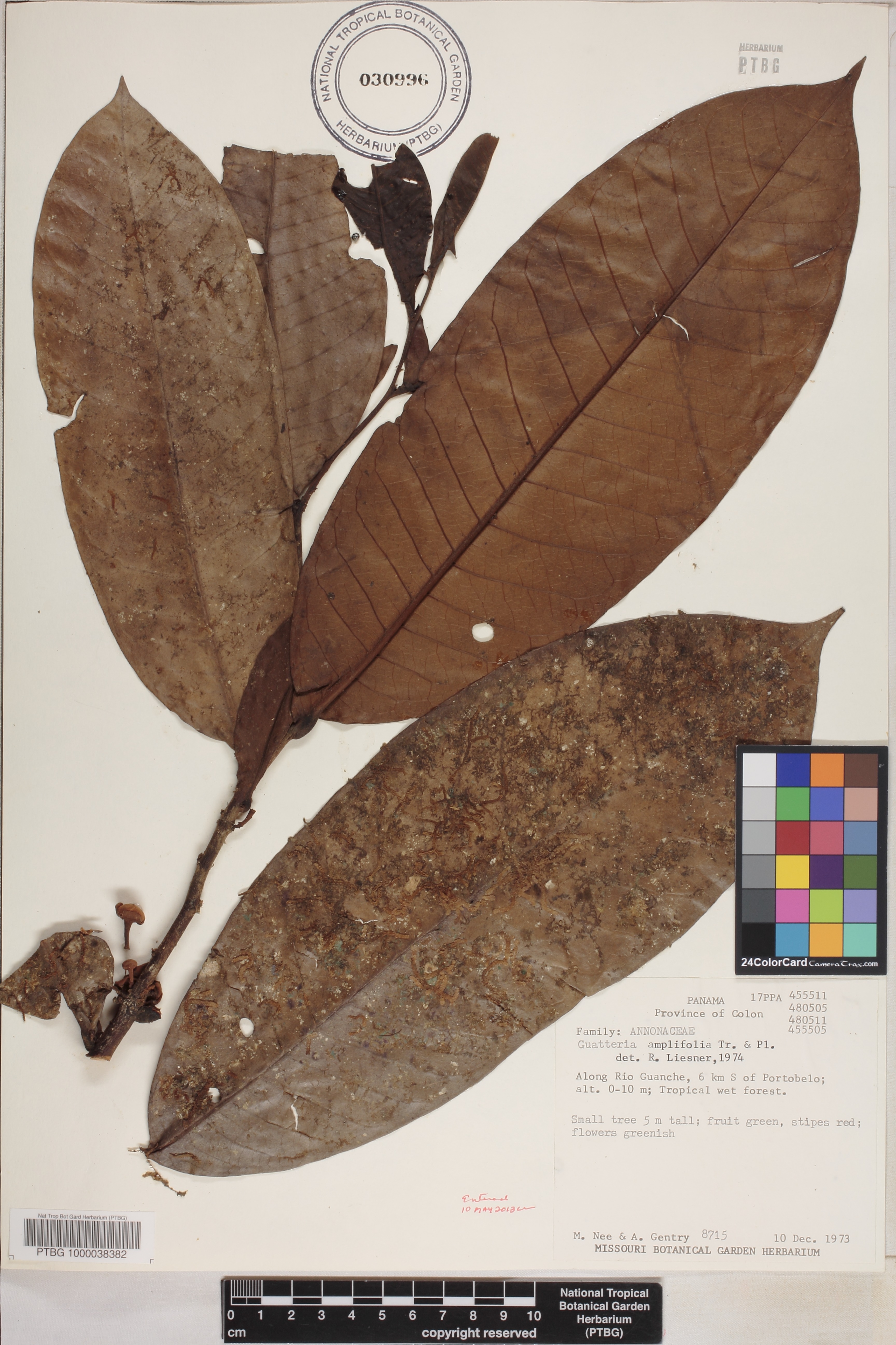 Guatteria amplifolia image