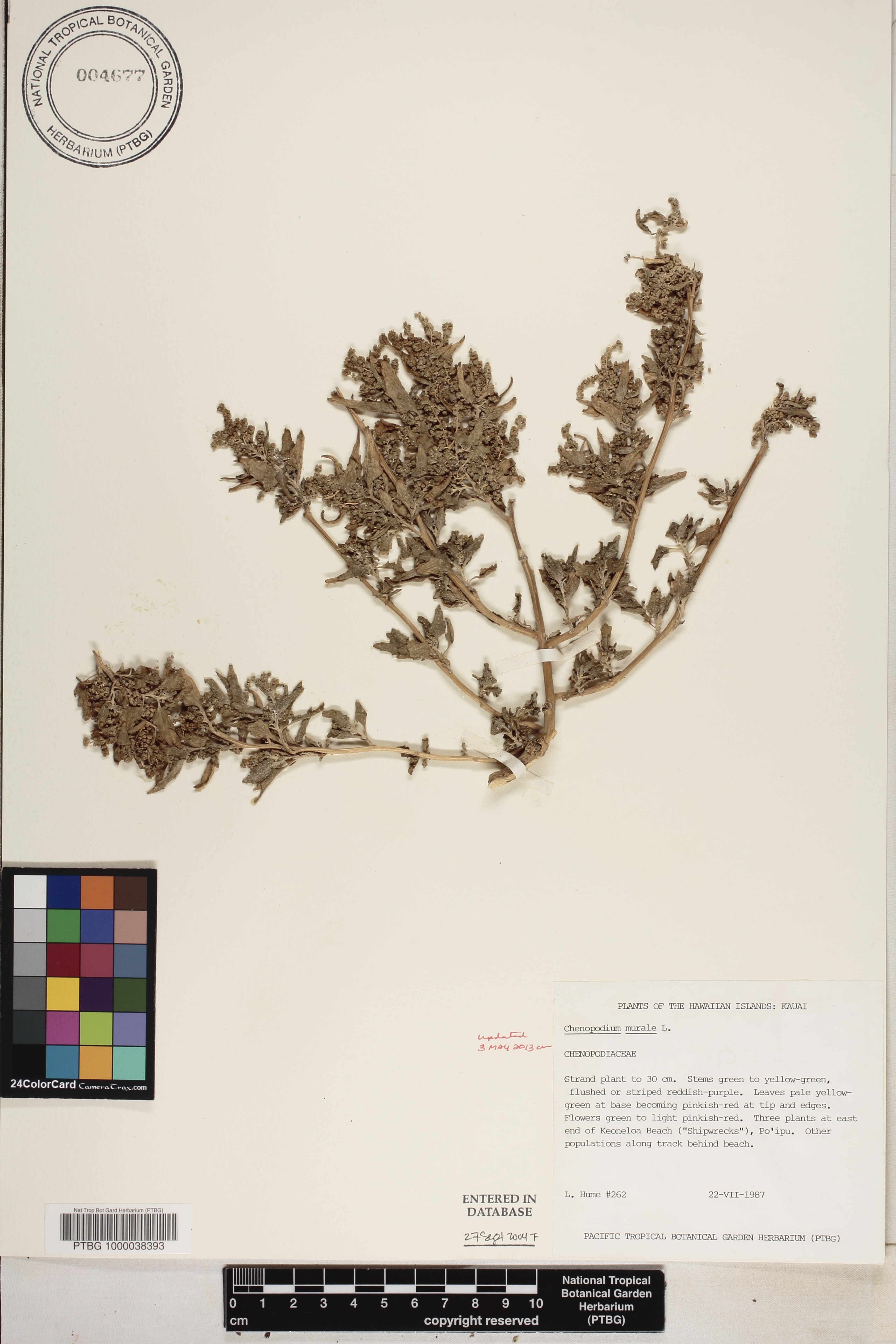 Chenopodium murale image