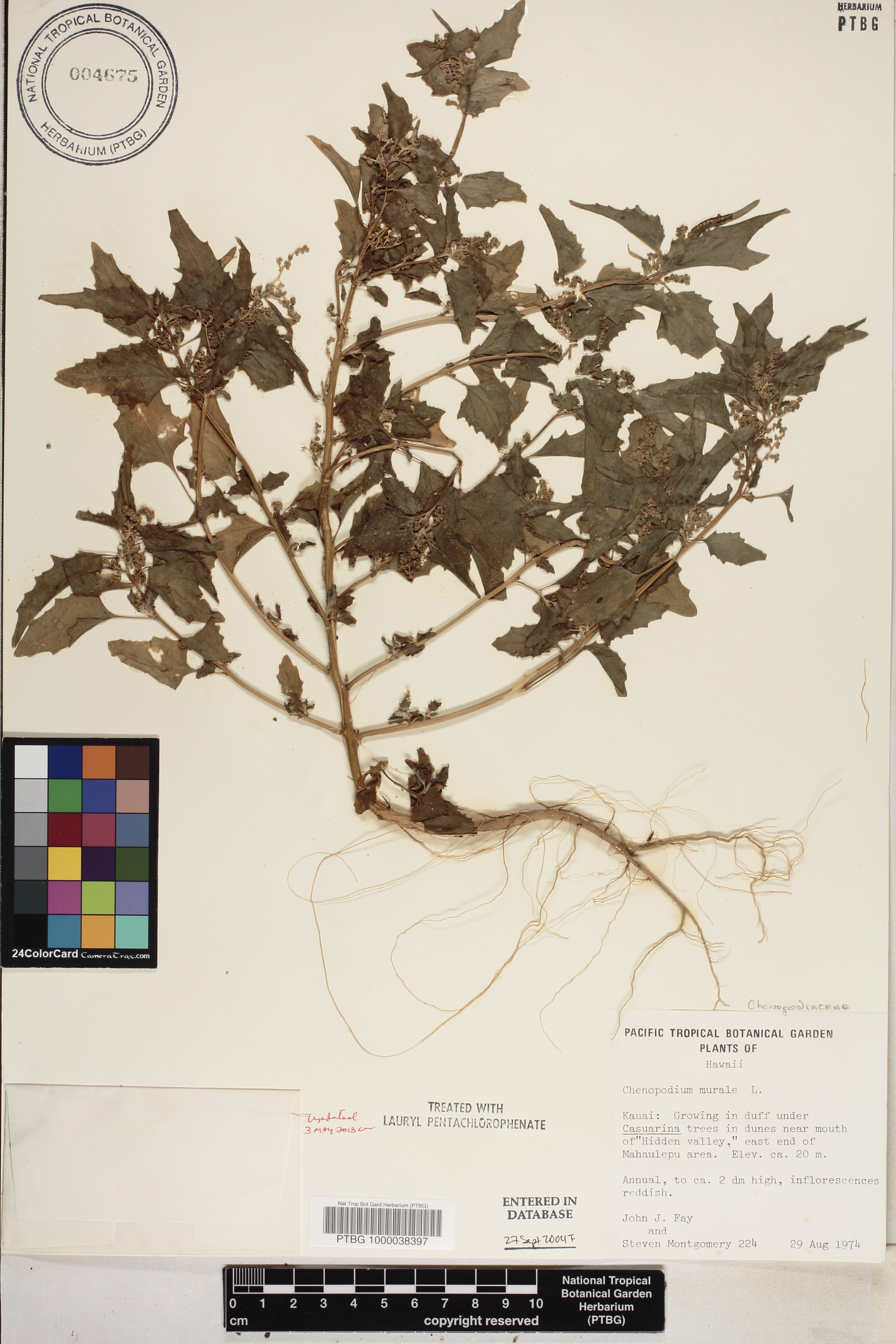 Chenopodium murale image