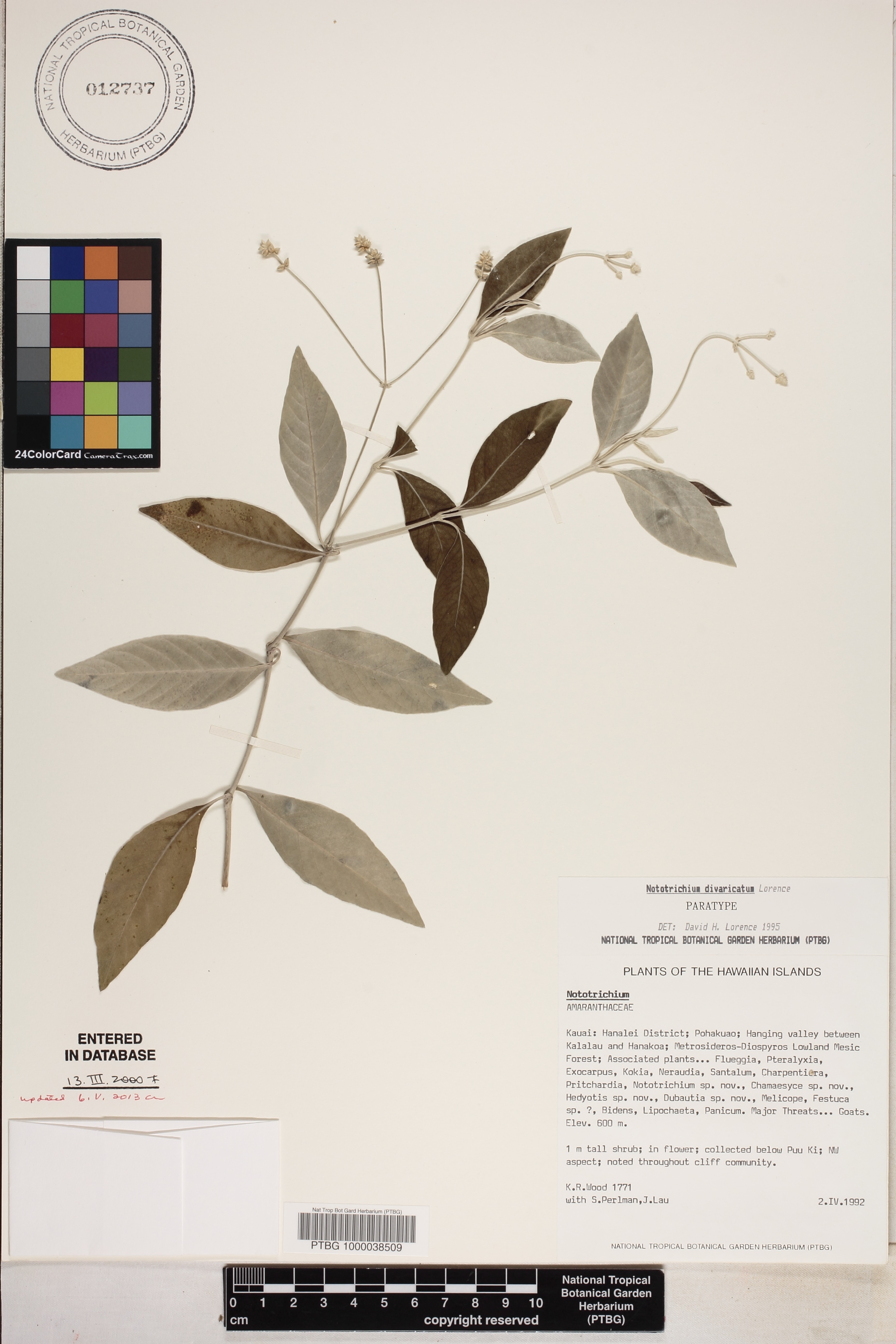 Nototrichium image