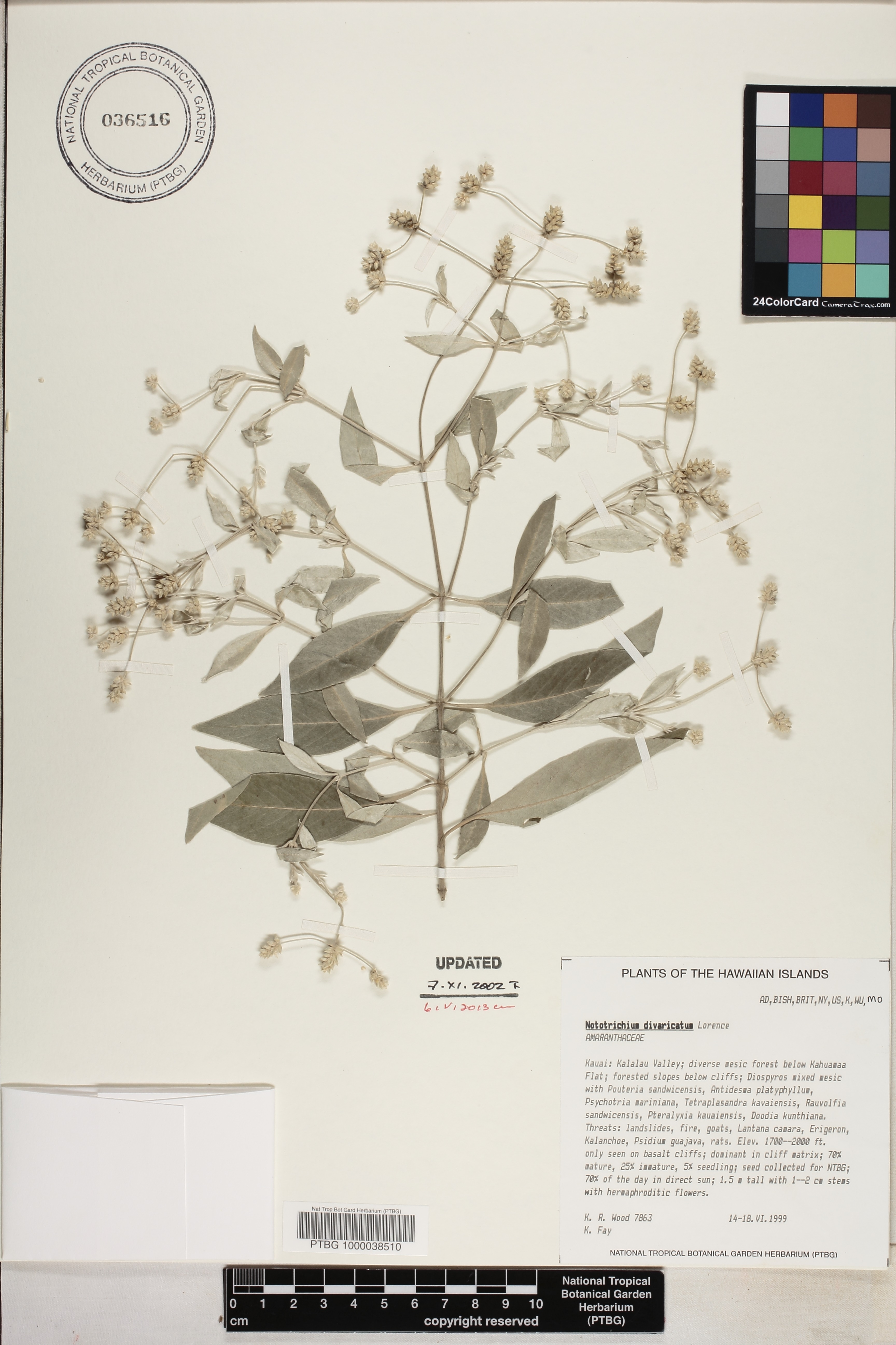 Nototrichium image