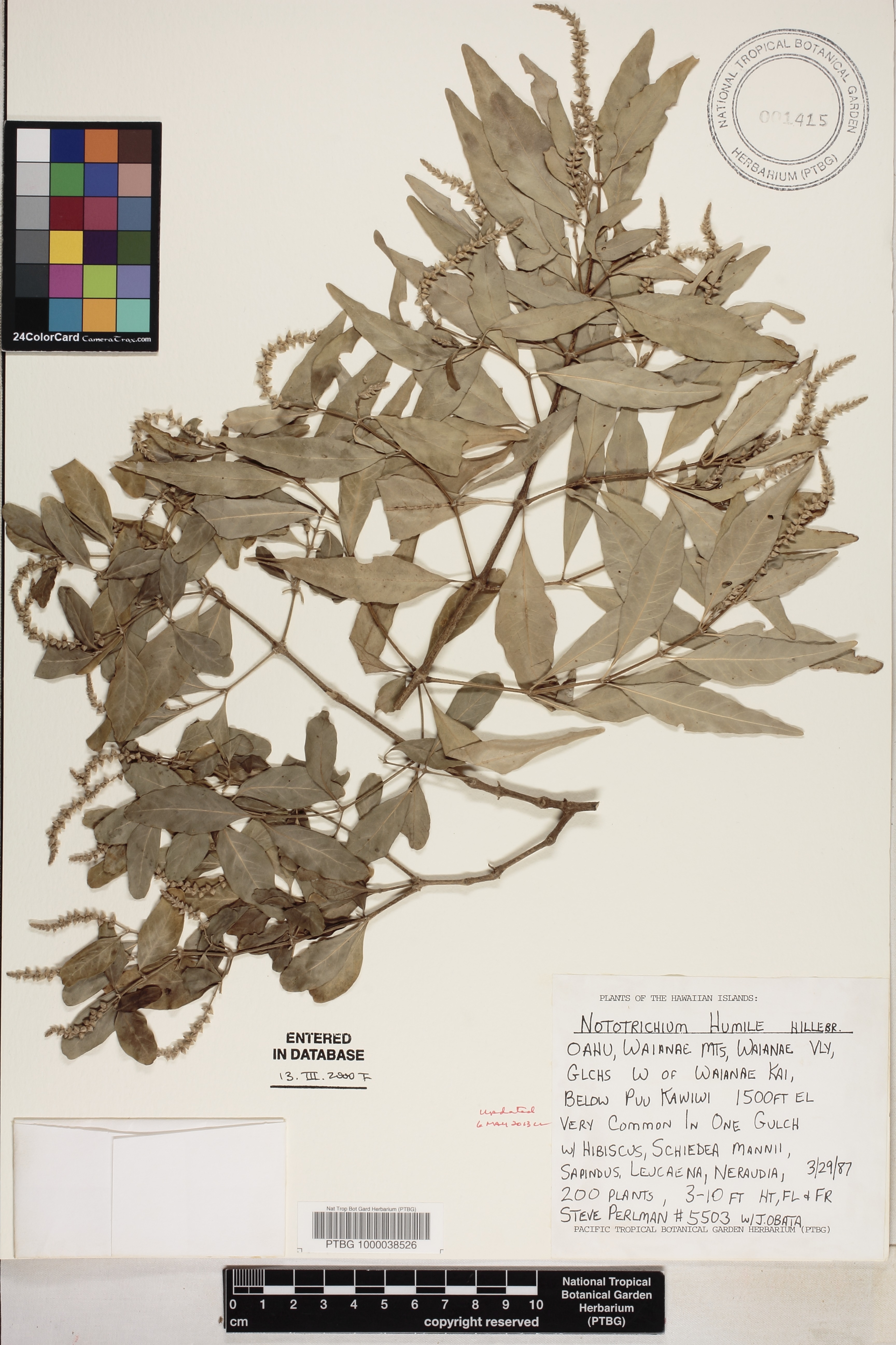 Nototrichium humile image