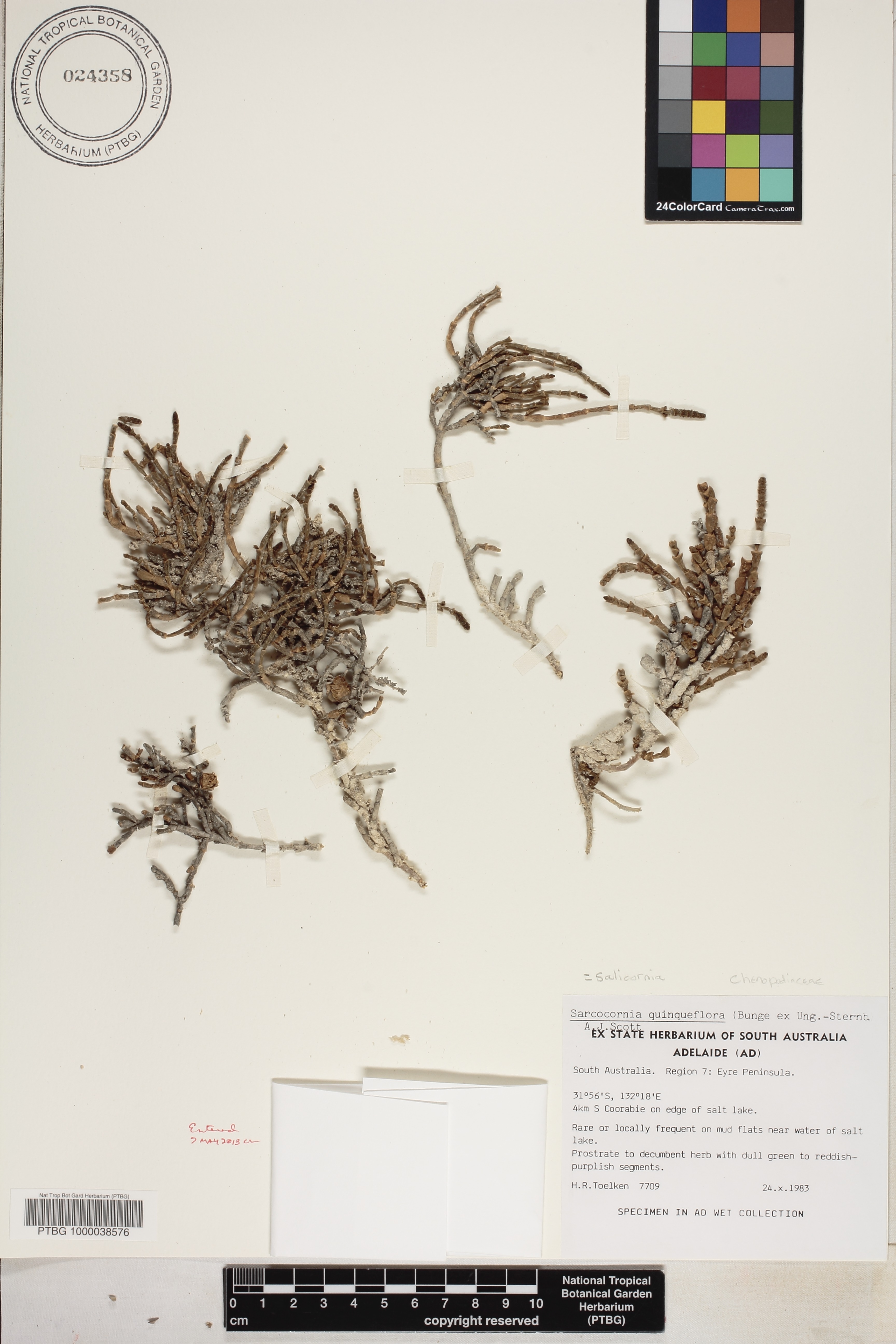Salicornia quinqueflora subsp. quinqueflora image