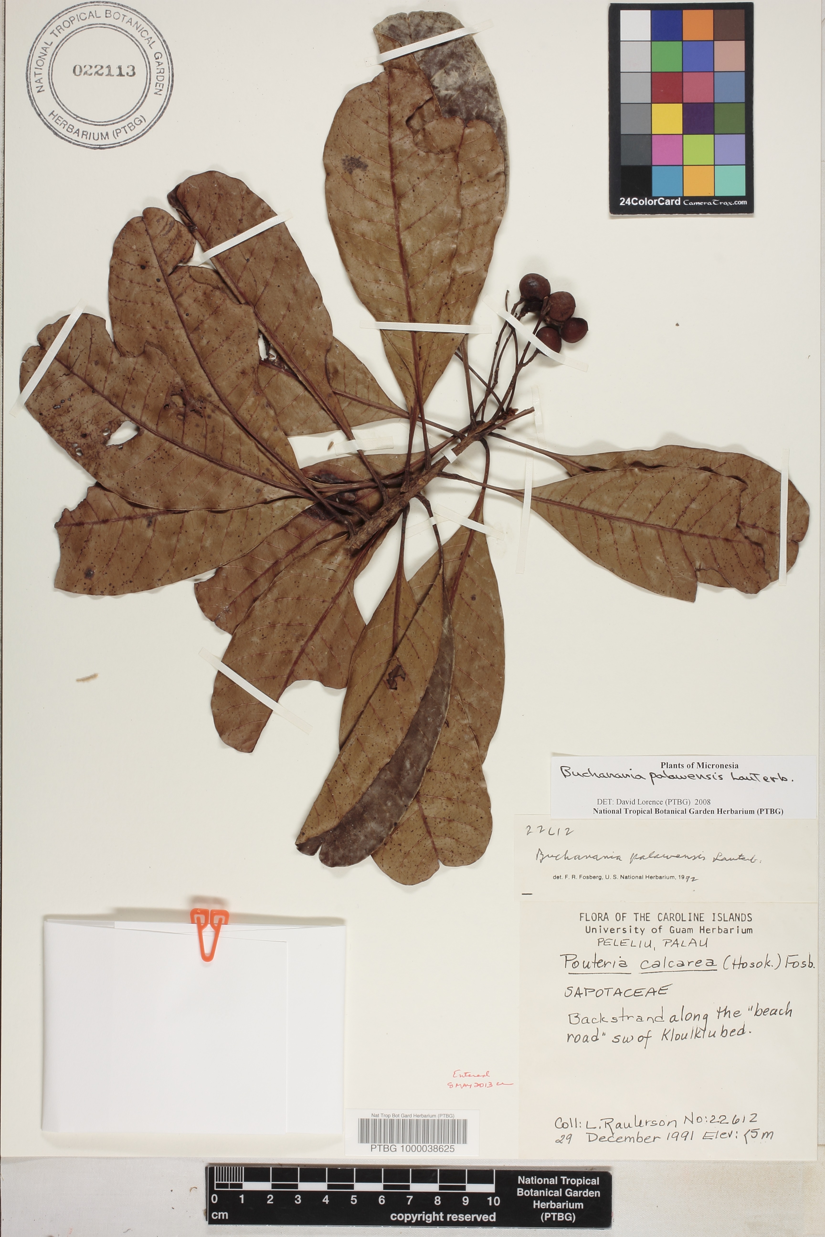 Buchanania palawensis image