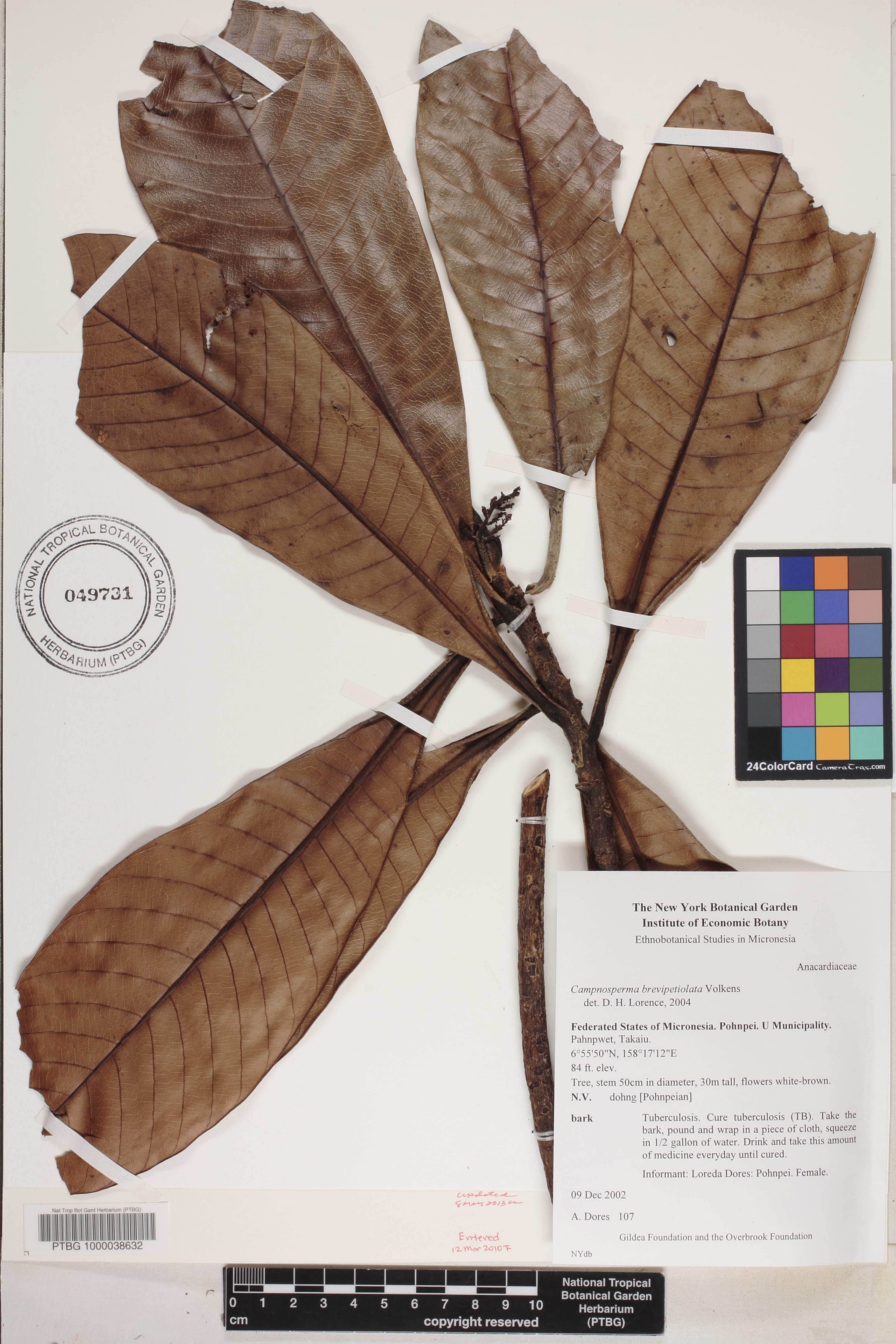 Campnosperma brevipetiolata image