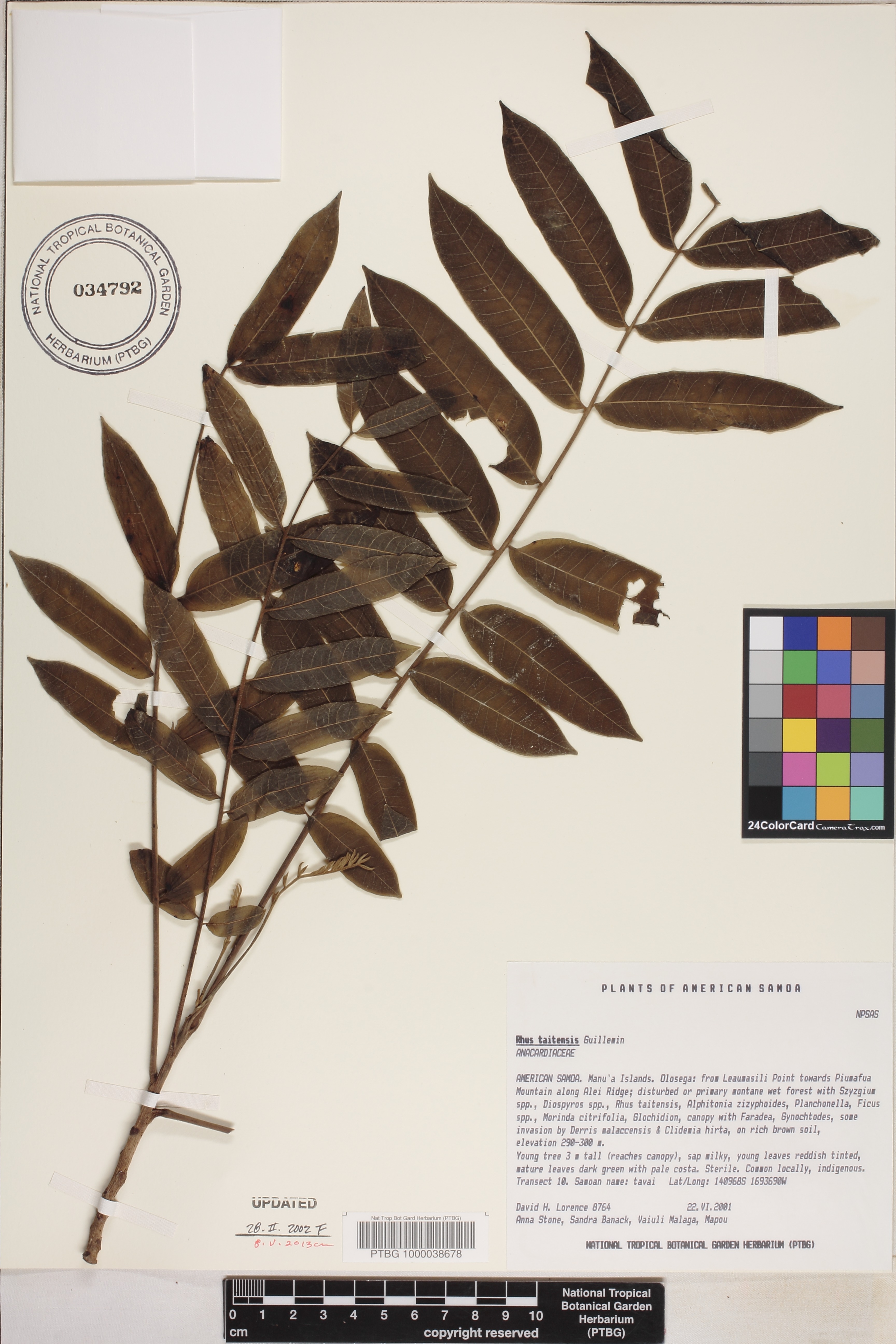 Rhus taitensis image