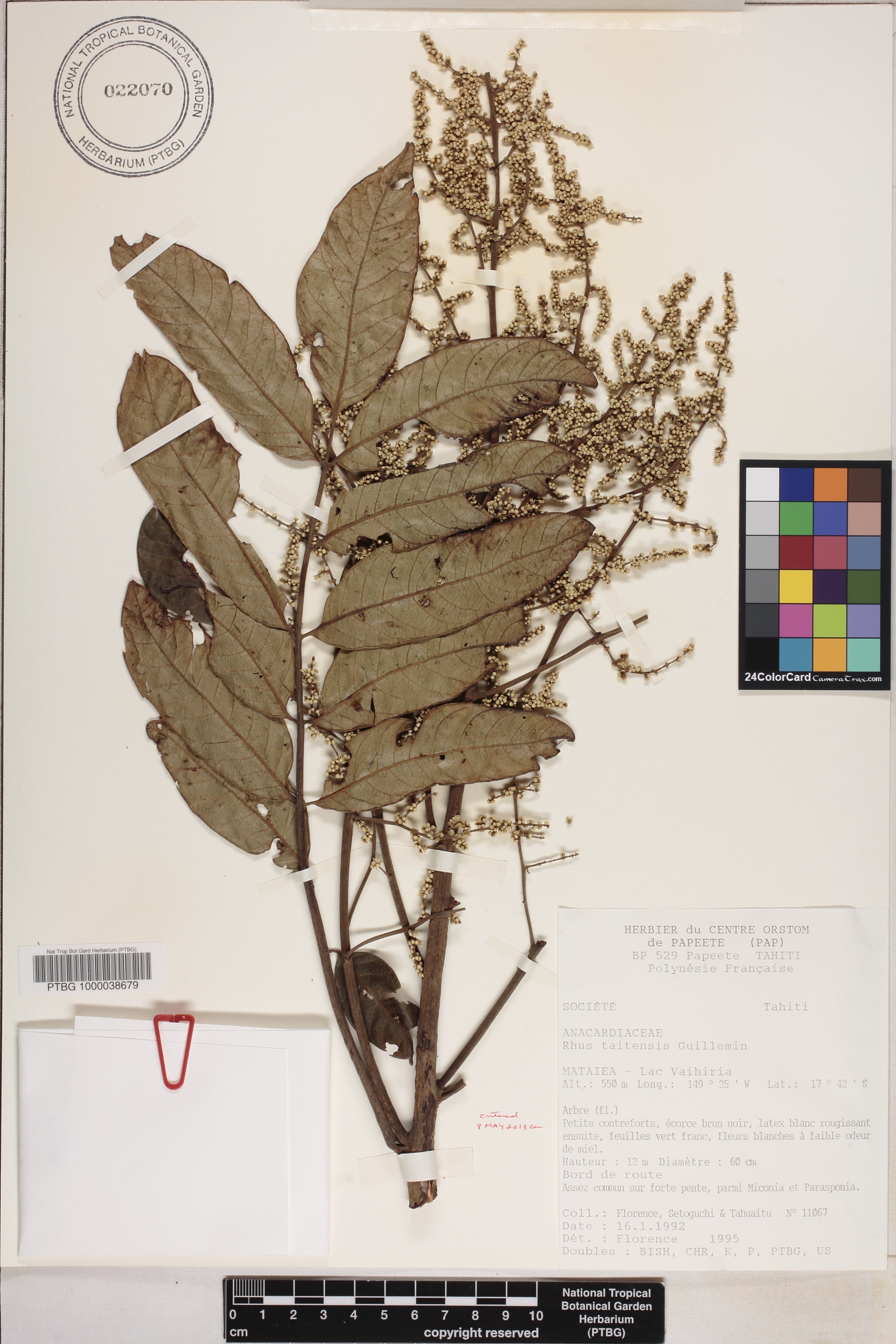 Rhus taitensis image