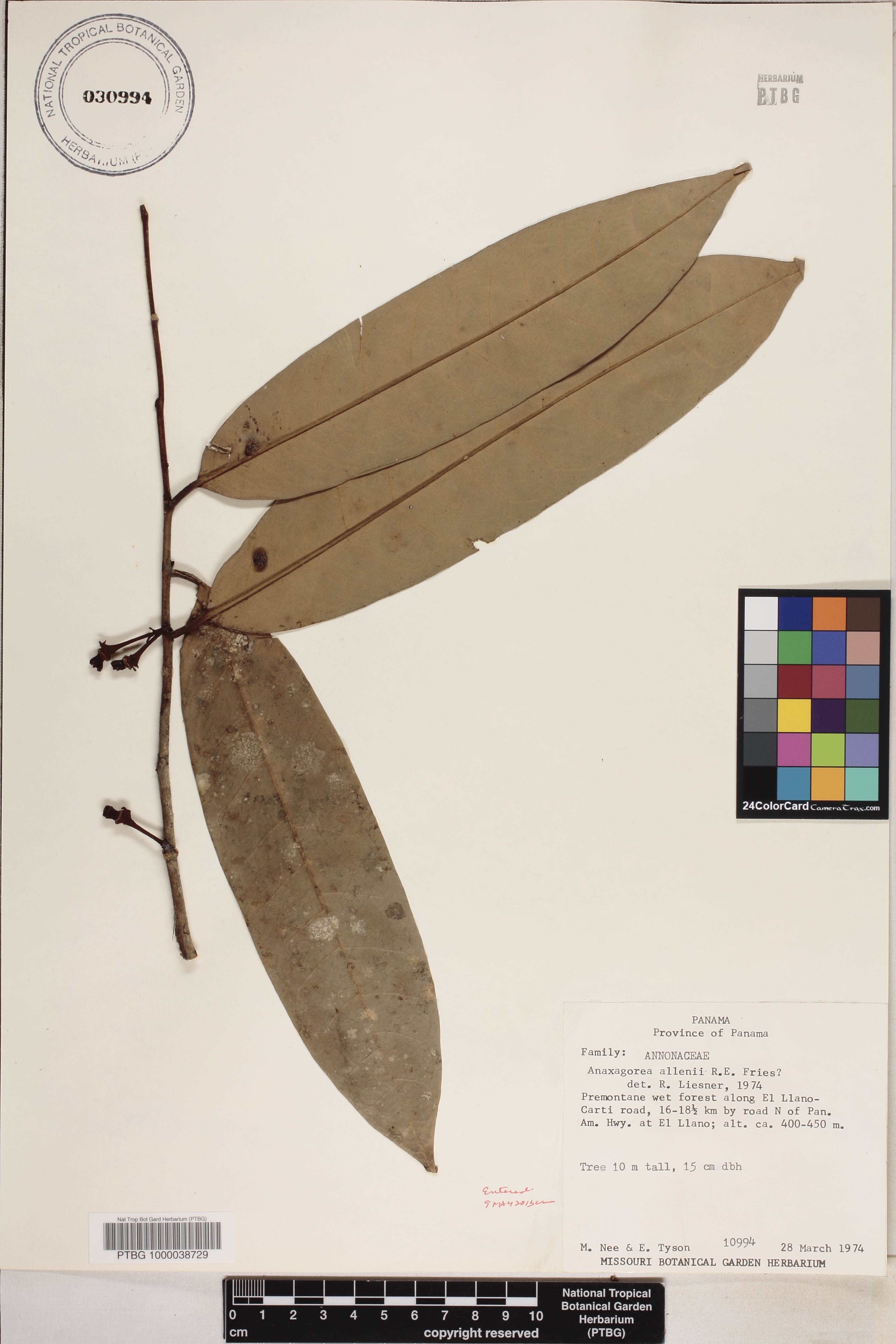 Anaxagorea allenii image