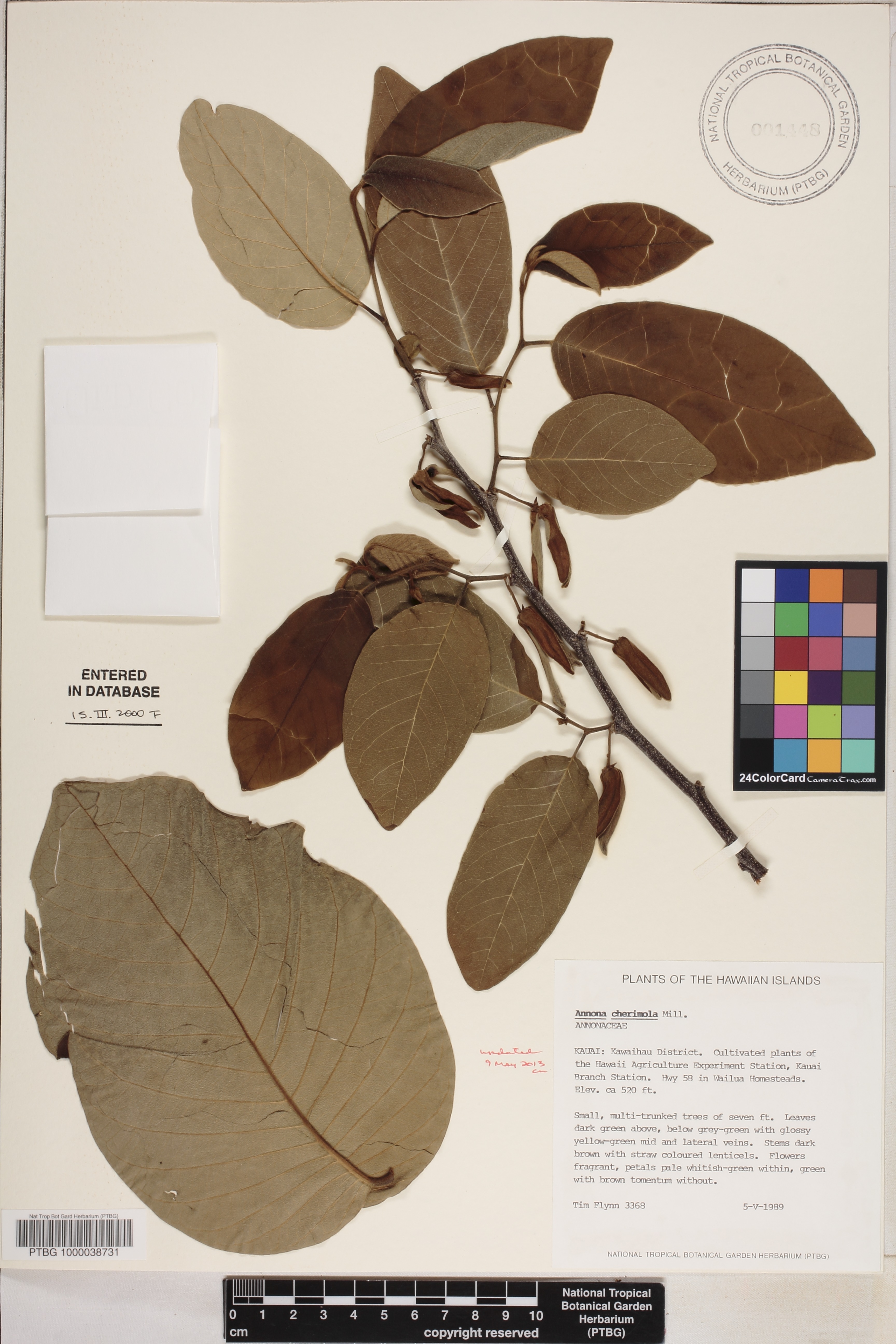 Annona cherimola image