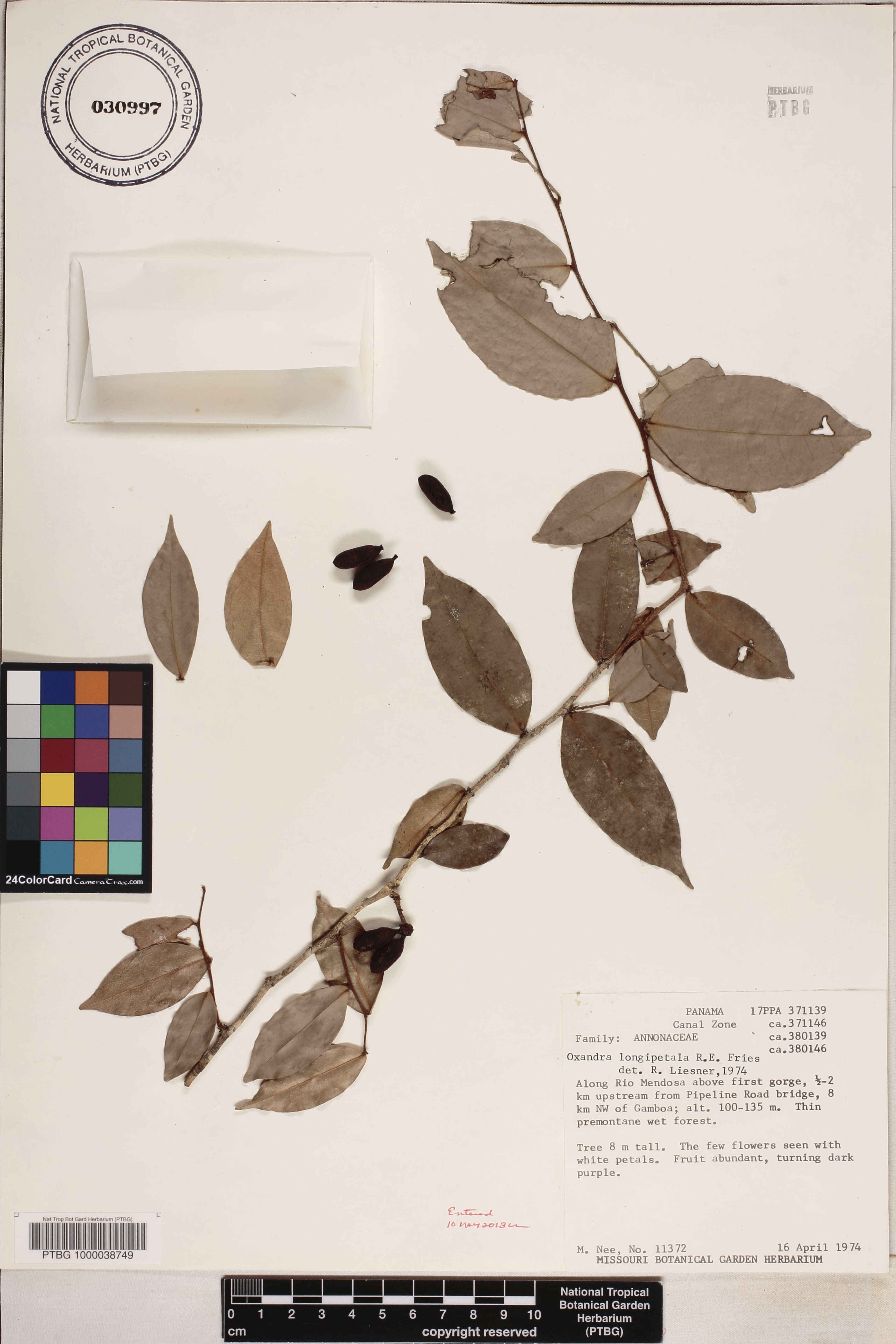 Oxandra image