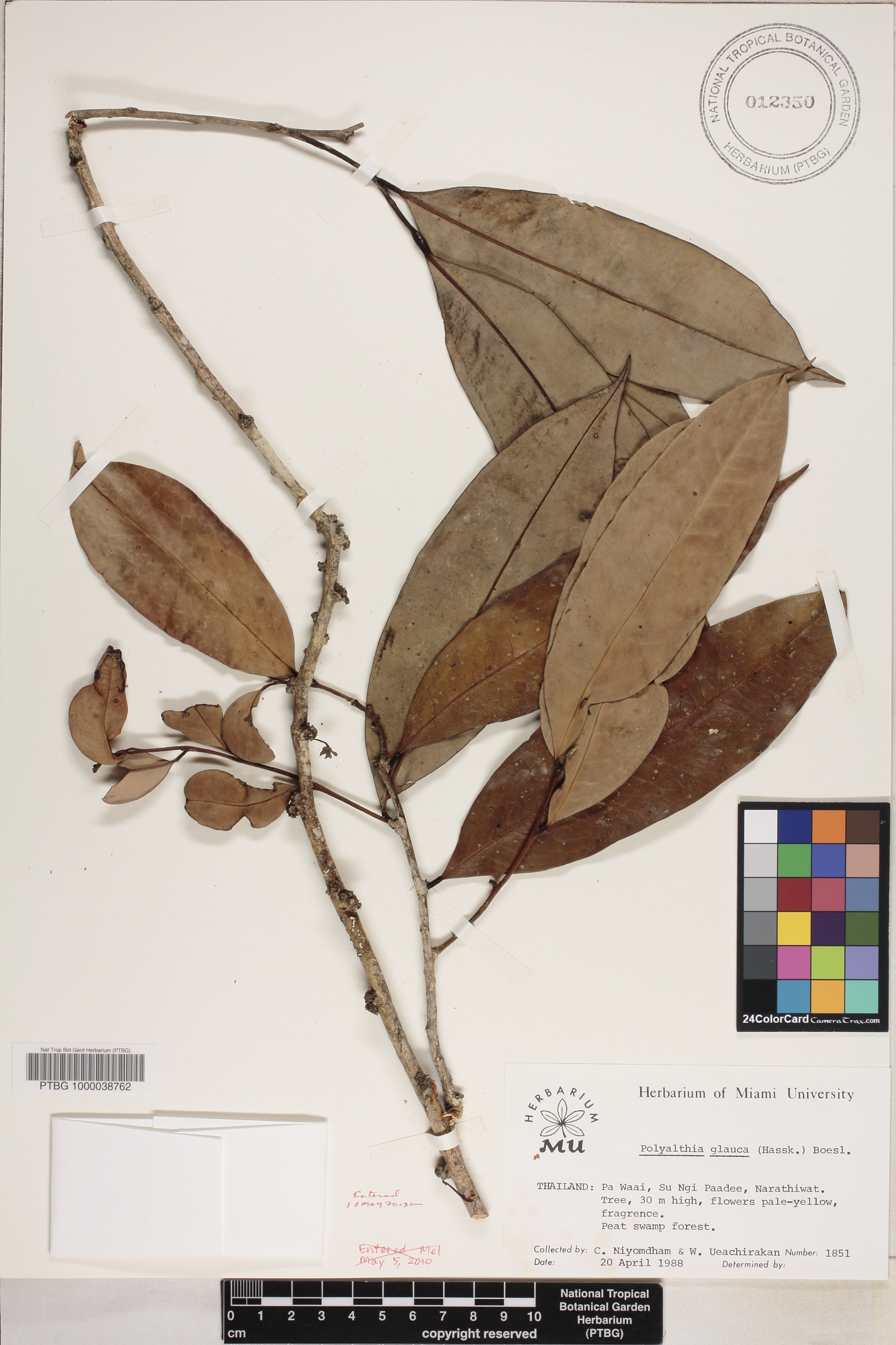 Polyalthia glauca image
