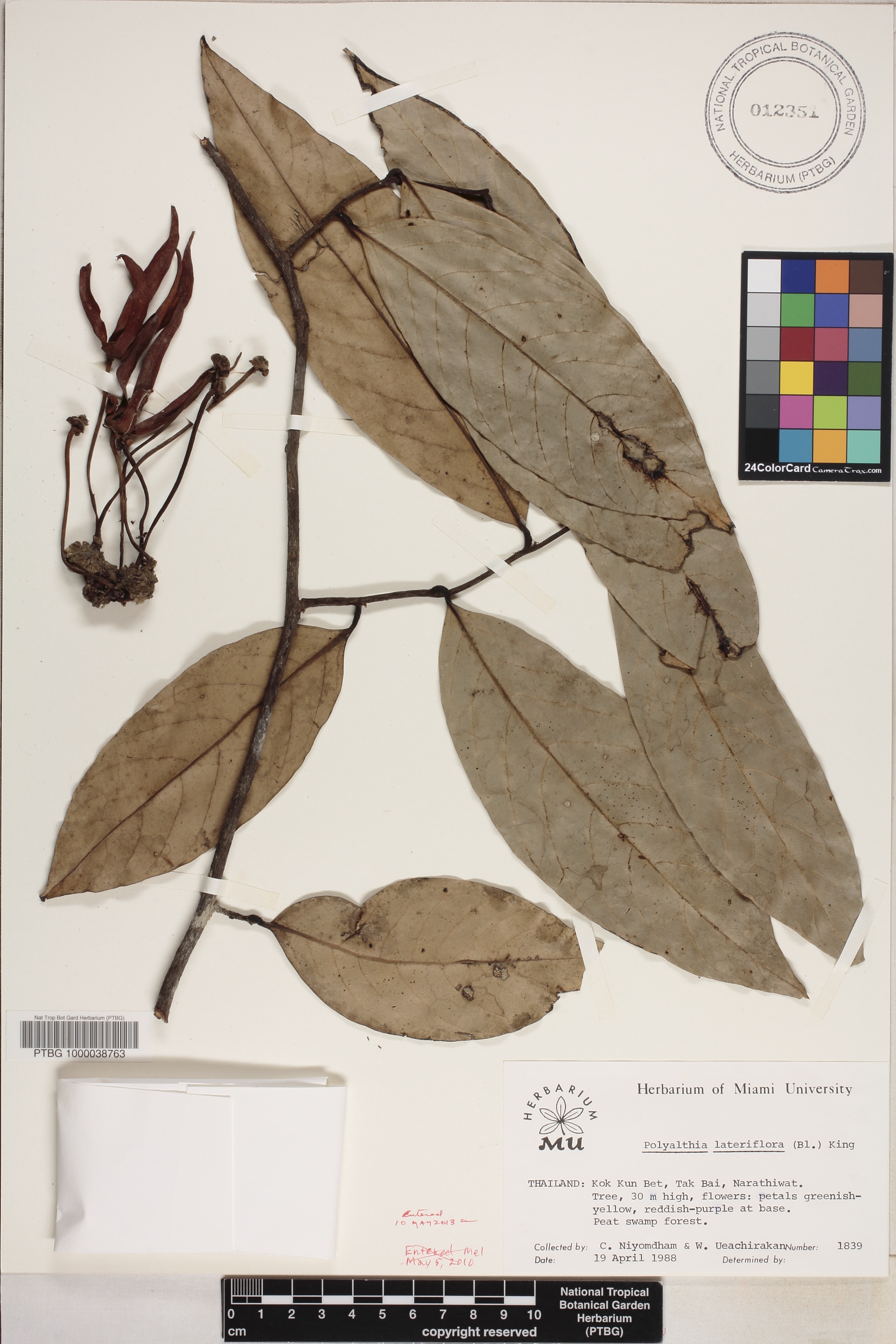 Polyalthia lateriflora image