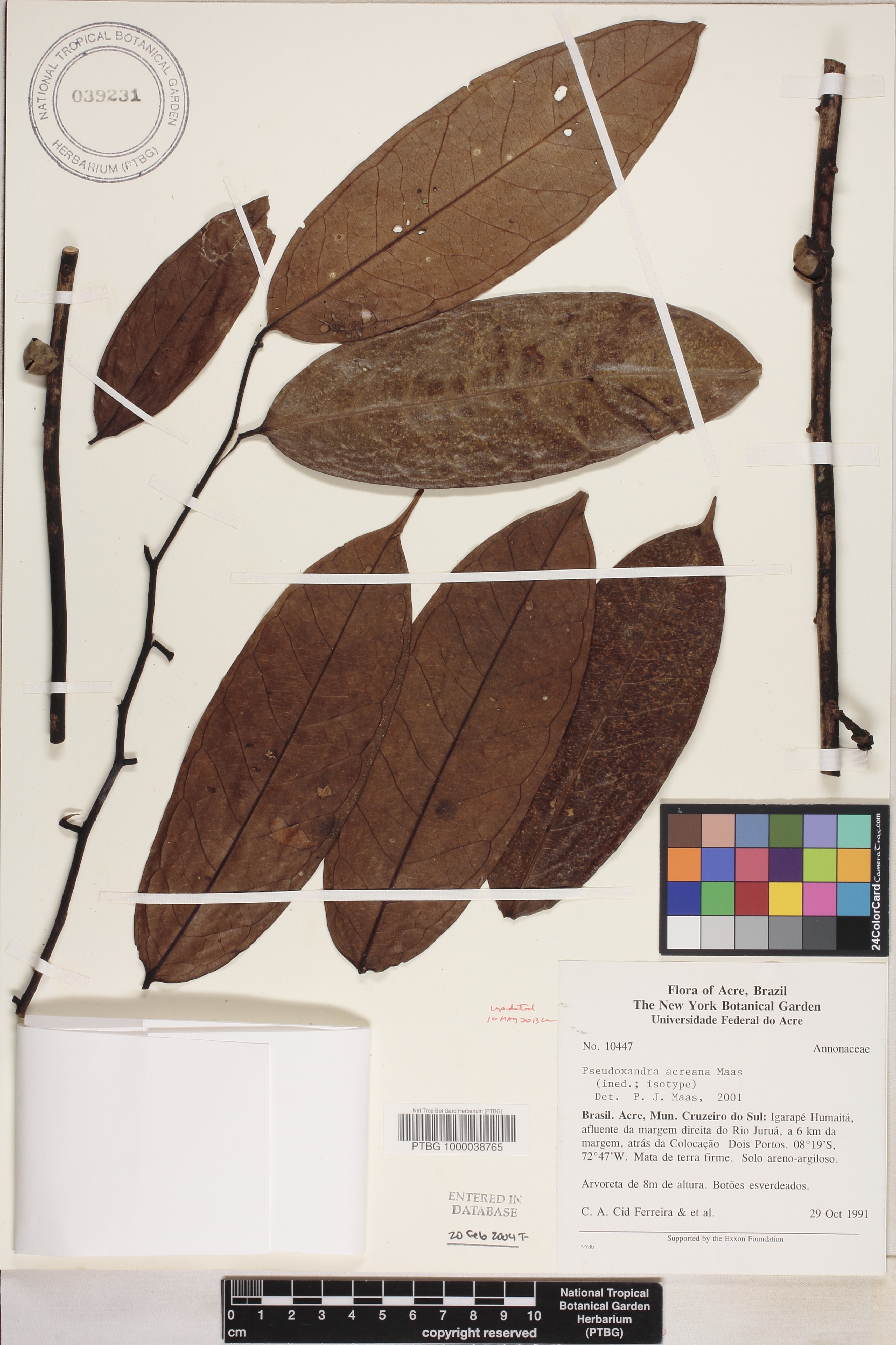 Pseudoxandra acreana image