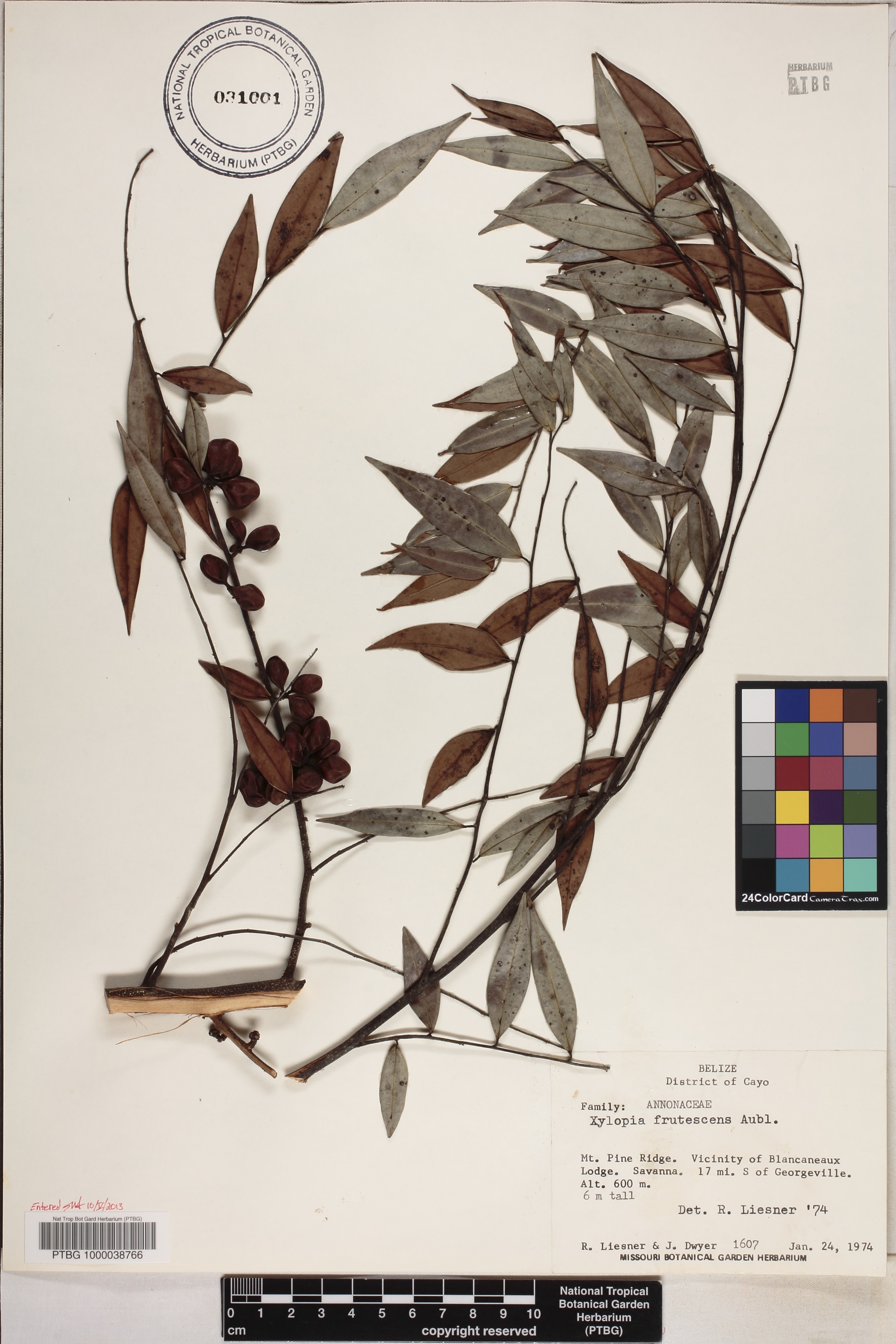 Xylopia frutescens image