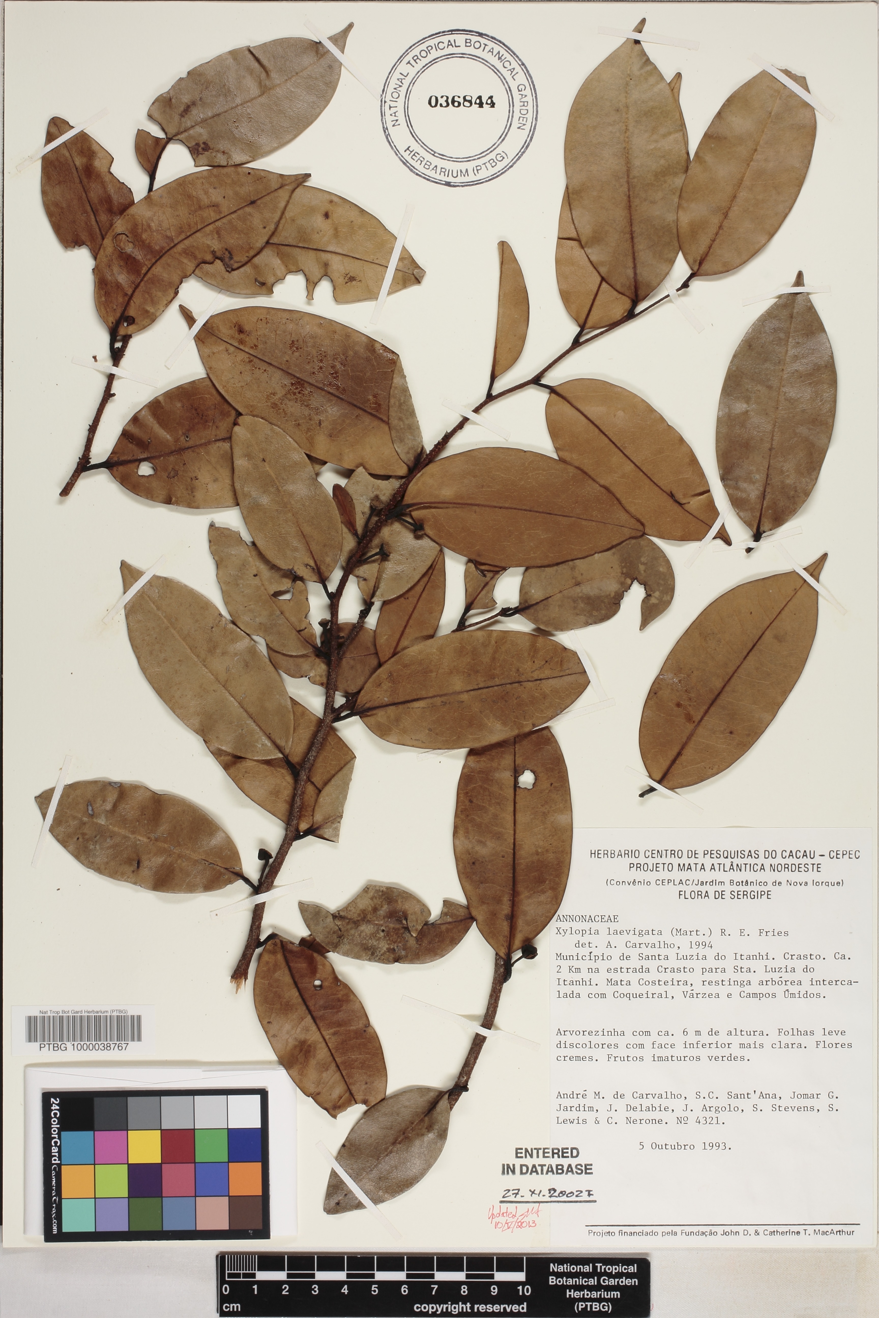 Xylopia laevigata image