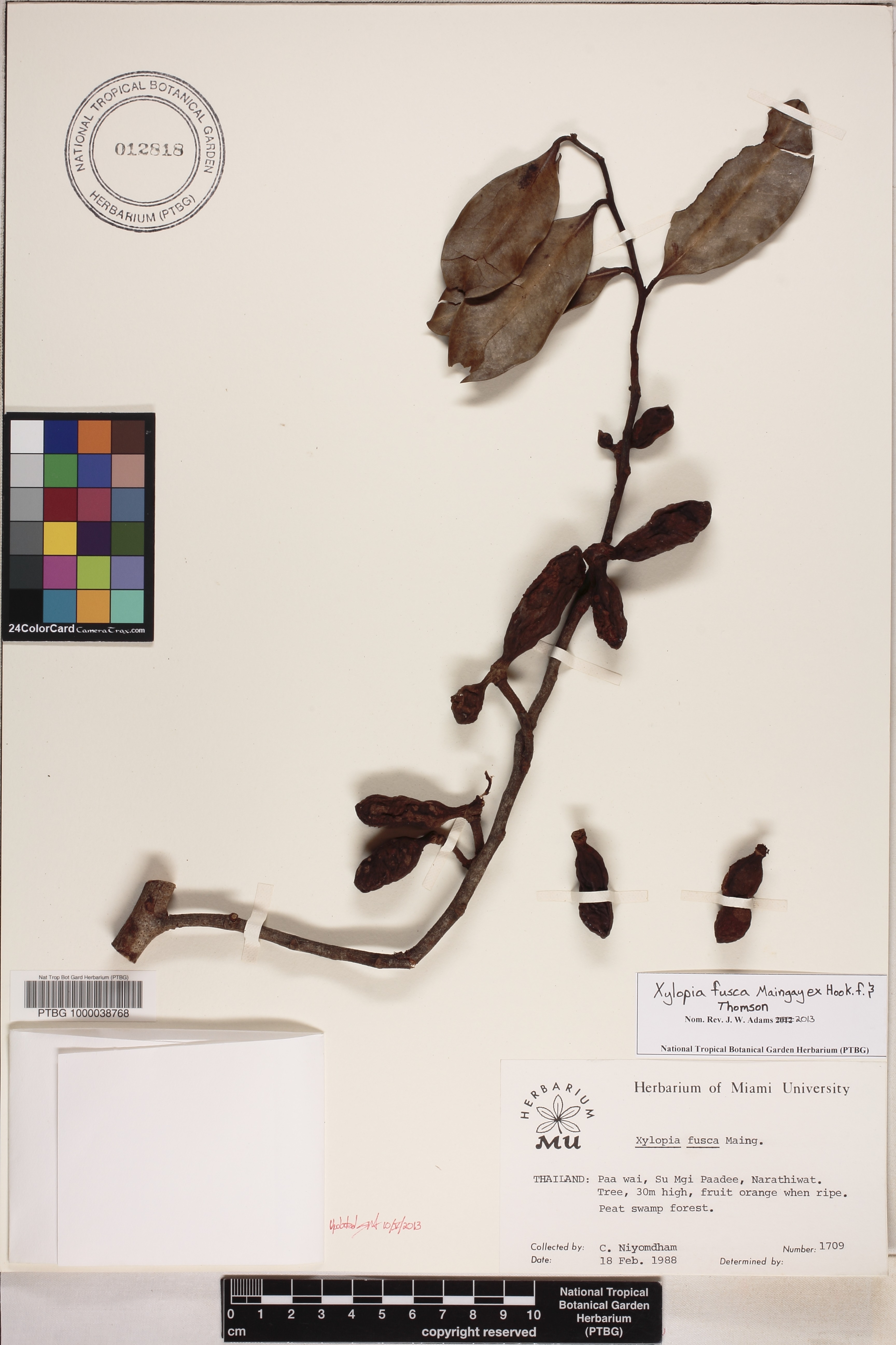 Xylopia fusca image
