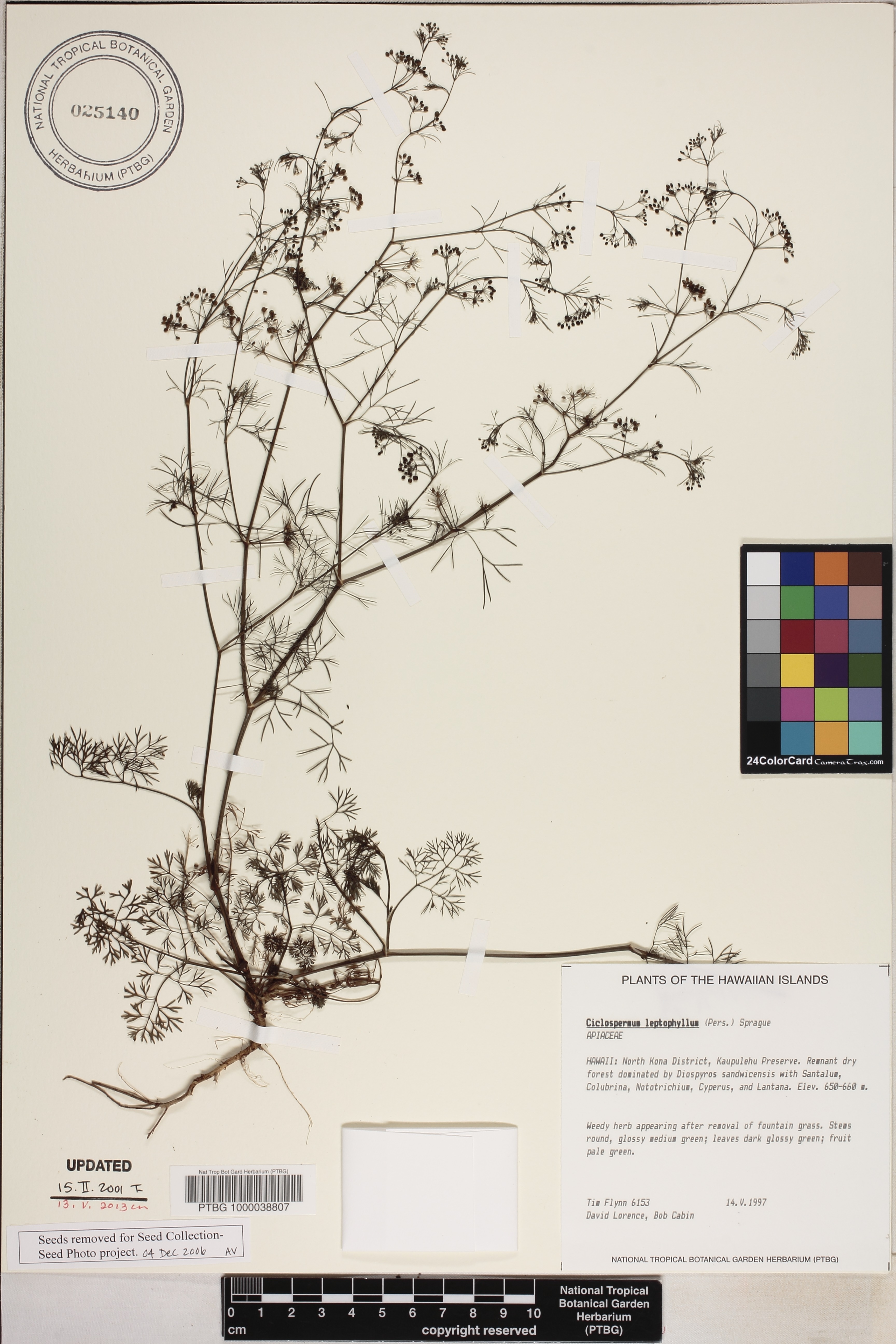 Ciclospermum leptophyllum image