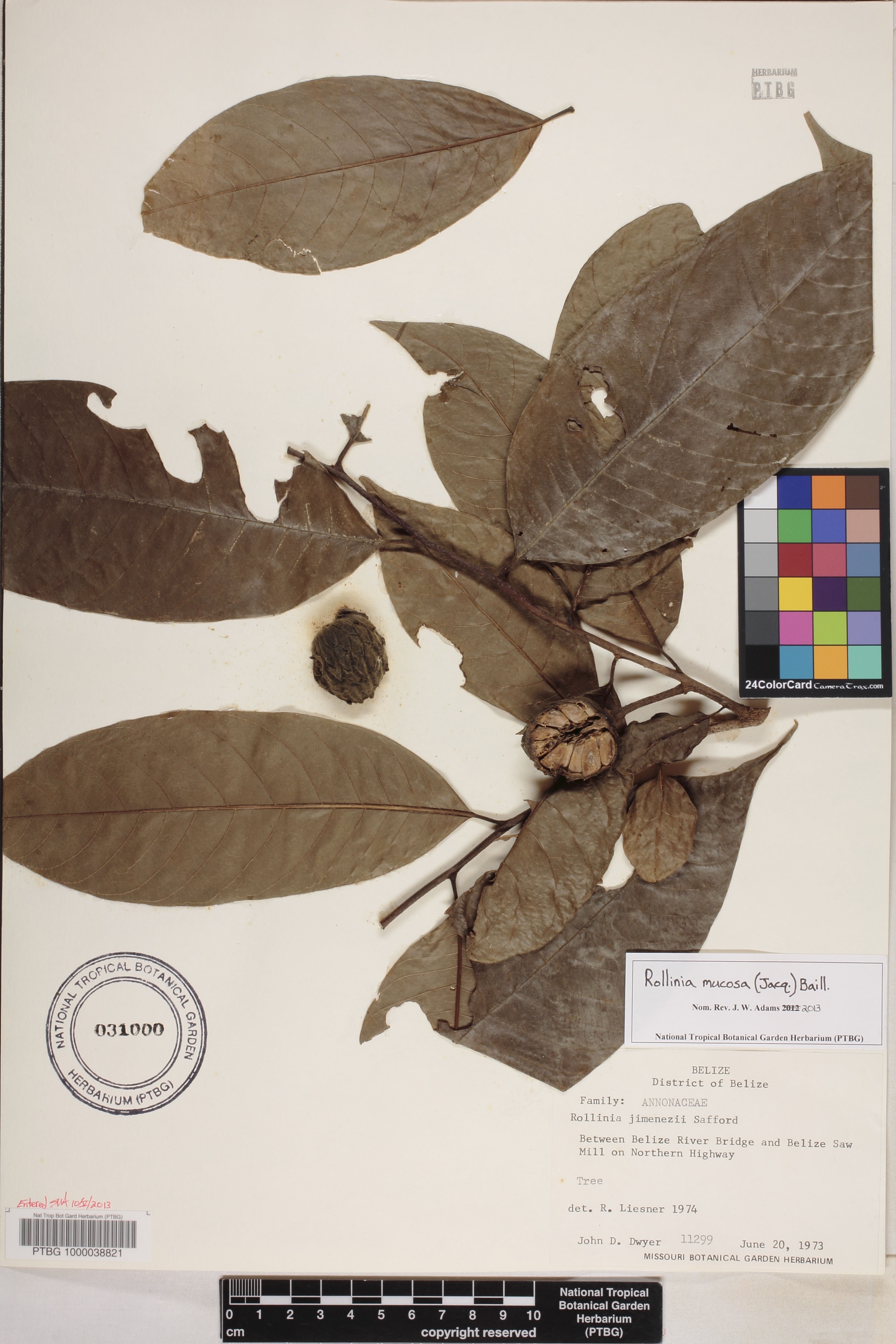 Annona mucosa image