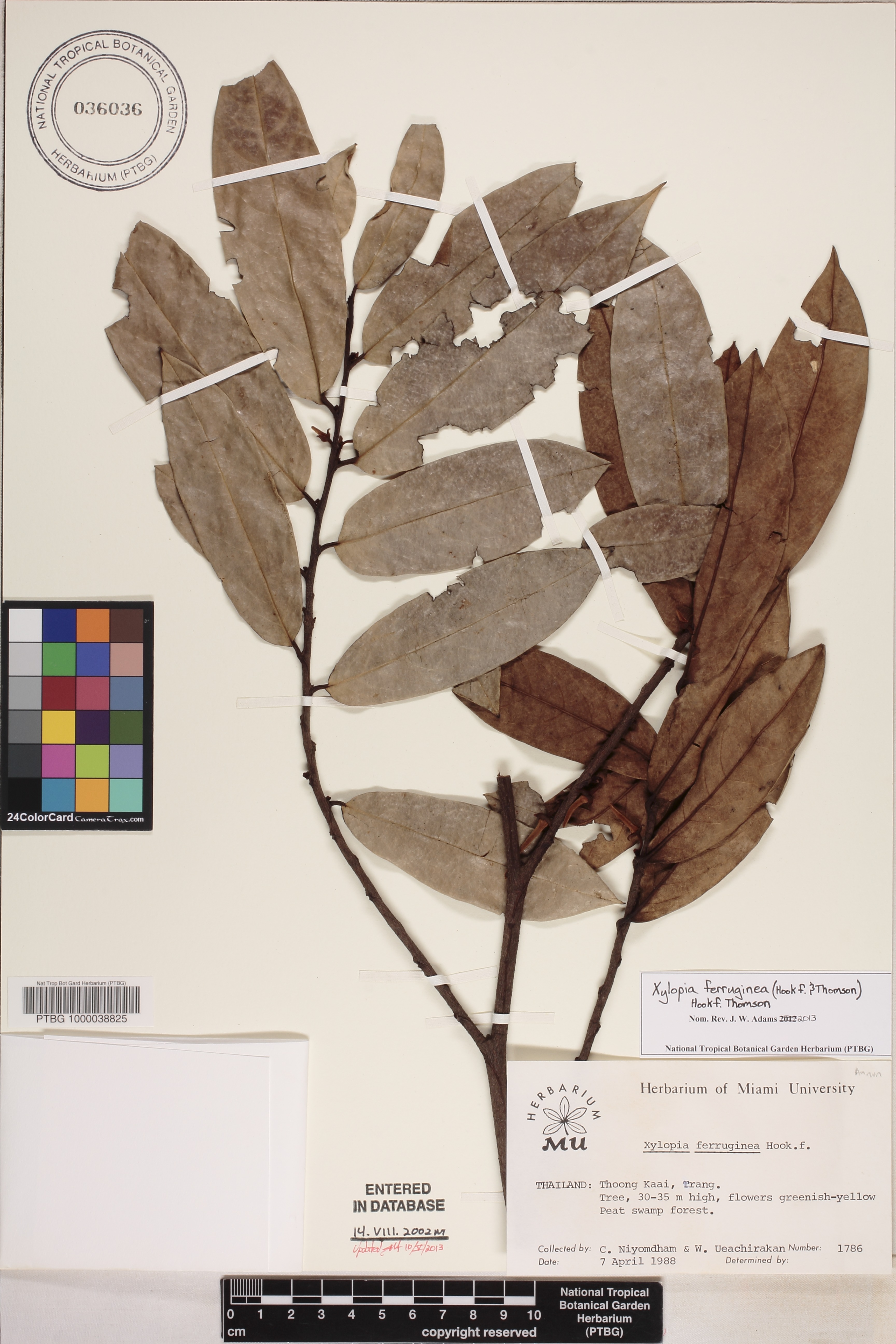 Xylopia ferruginea image