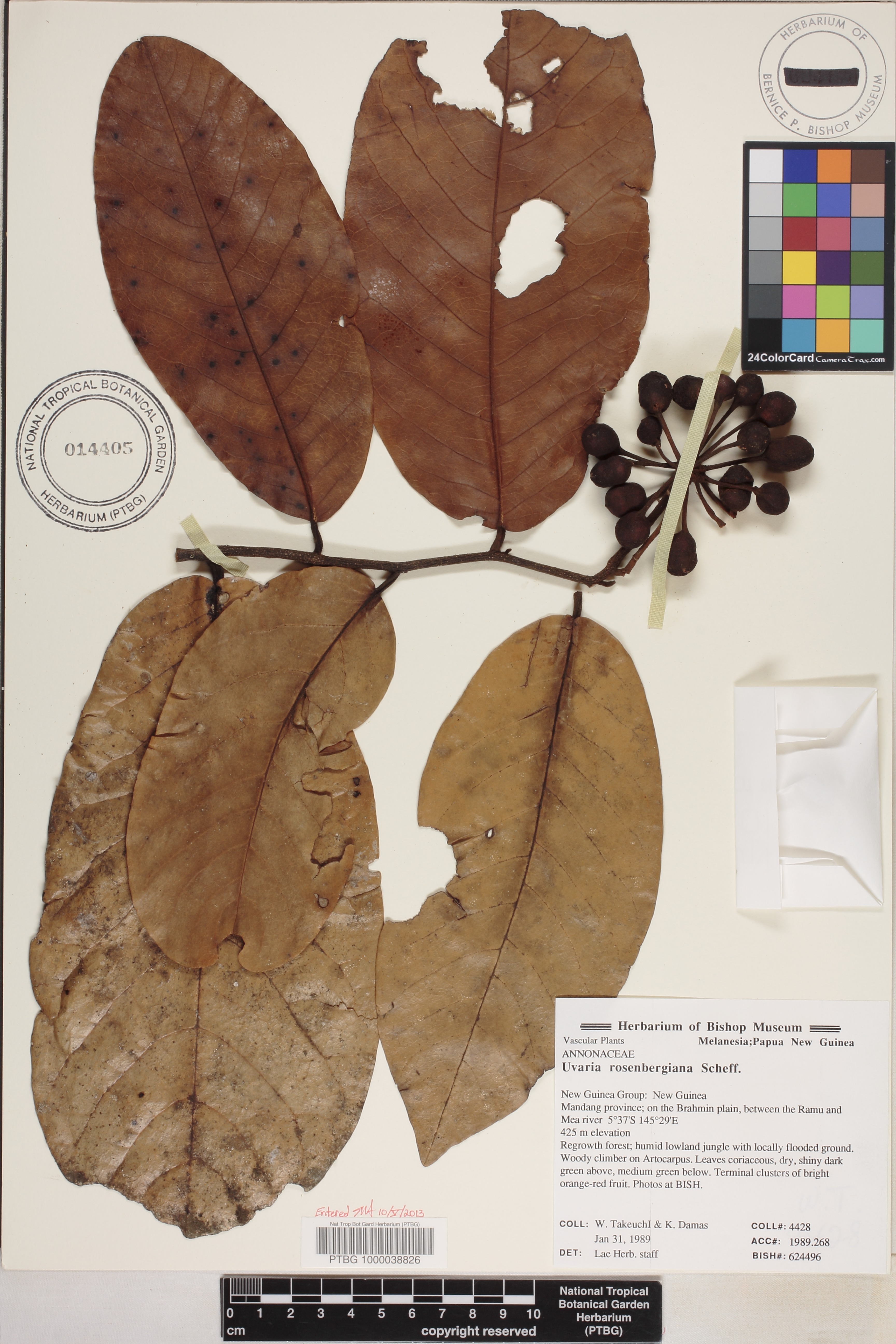 Uvaria rosenbergiana image