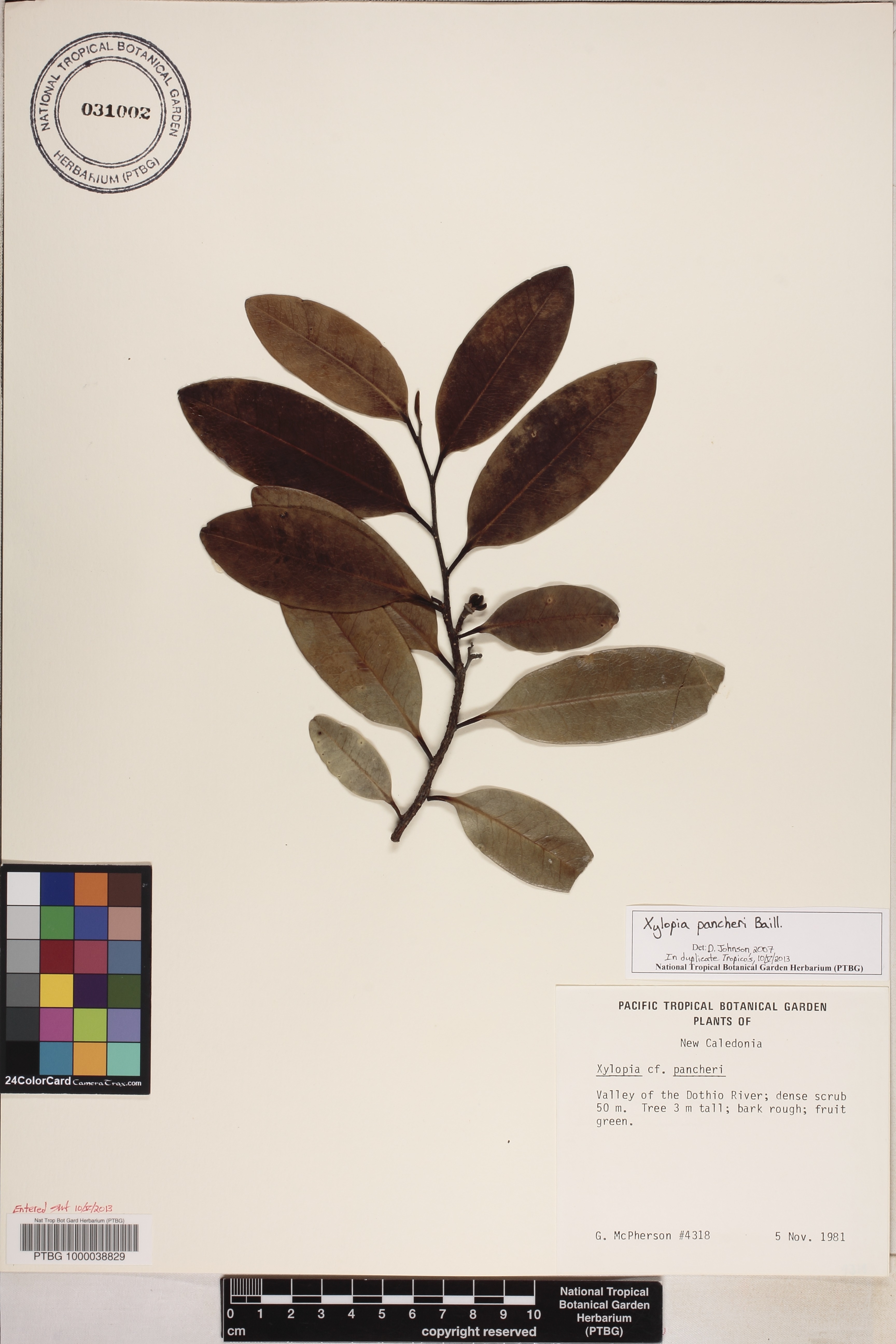 Xylopia pancheri image