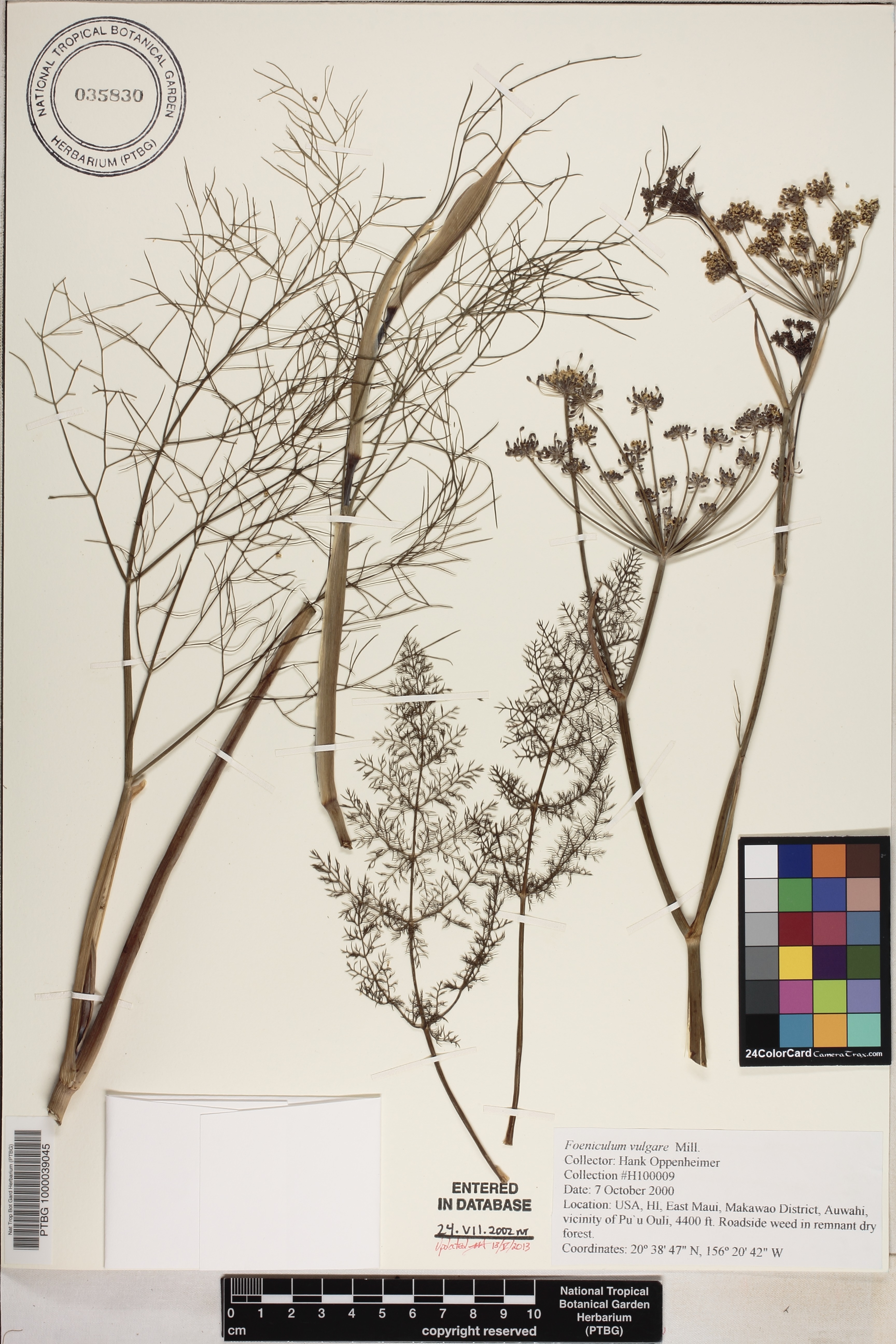 Foeniculum vulgare image